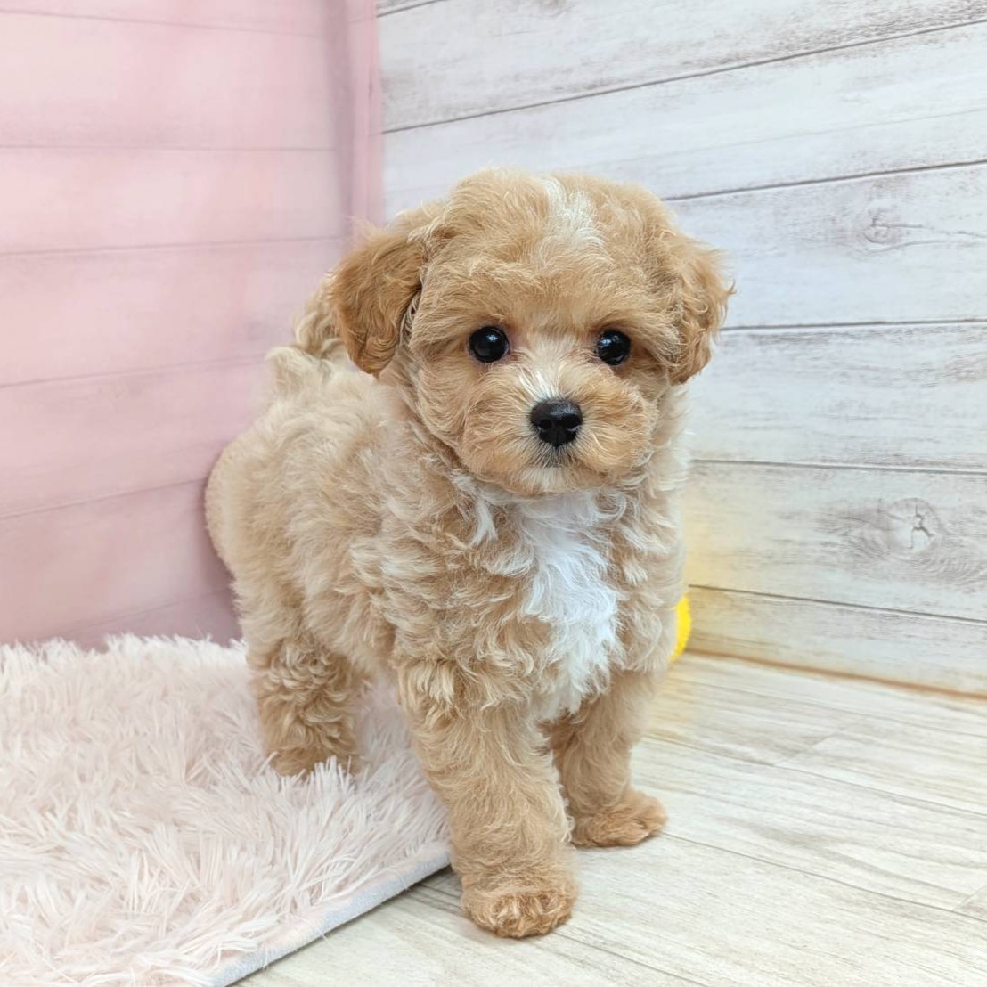 兵庫県のマルプー(マルチーズ×プードル) (犬の家＆猫の里川西店/2025年9月9日生まれ/女の子/クリーム)の子犬の4枚目の画像