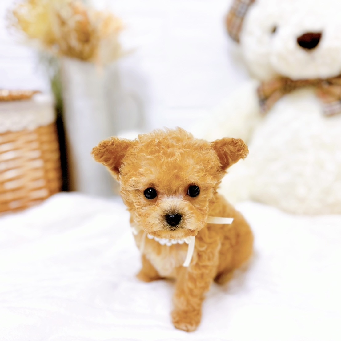 滋賀県のチワプー/プーチー(チワワ×プードル) (犬の家＆猫の里近江八幡店/2025年9月11日生まれ/女の子/クリーム)の子犬の4枚目の画像