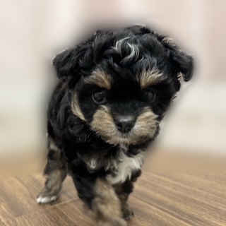 兵庫県のチワプー/プーチー(チワワ×プードル) (犬の家＆猫の里カナート西神戸店/2025年9月10日生まれ/女の子/ブラックタン)の子犬の4枚目の画像