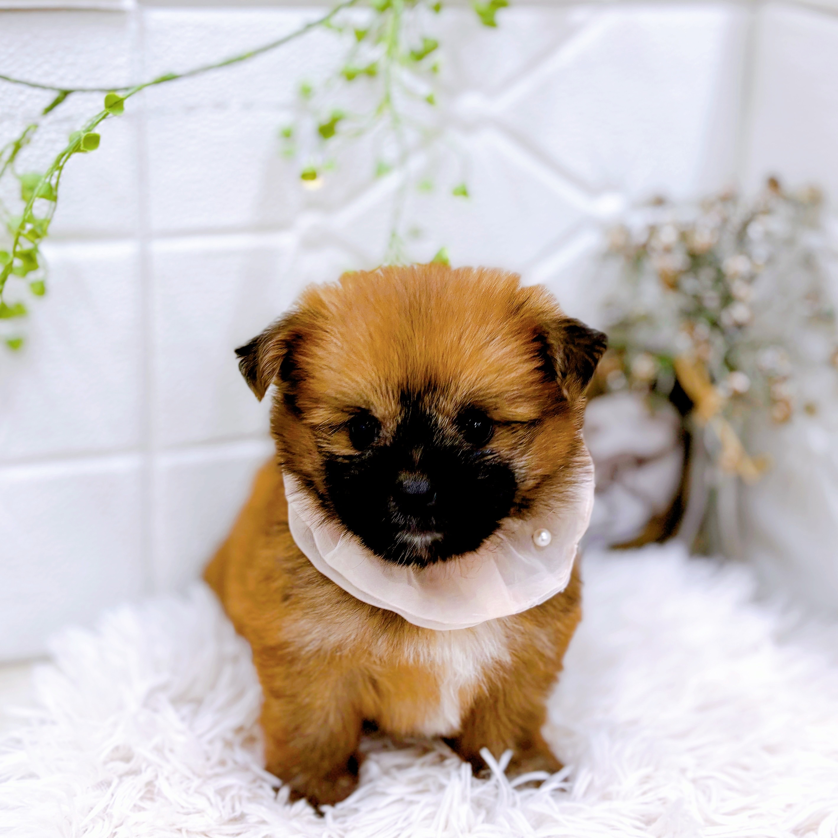 ポメズー/ポメシーズ(ポメラニアン×シーズー)の子犬を価格や特徴で探す