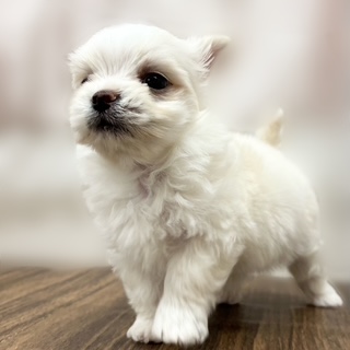 兵庫県のチワマル/マルチワ(チワワ×マルチーズ) (犬の家＆猫の里カナート西神戸店/2025年9月11日生まれ/男の子/クリーム)の子犬の4枚目の画像