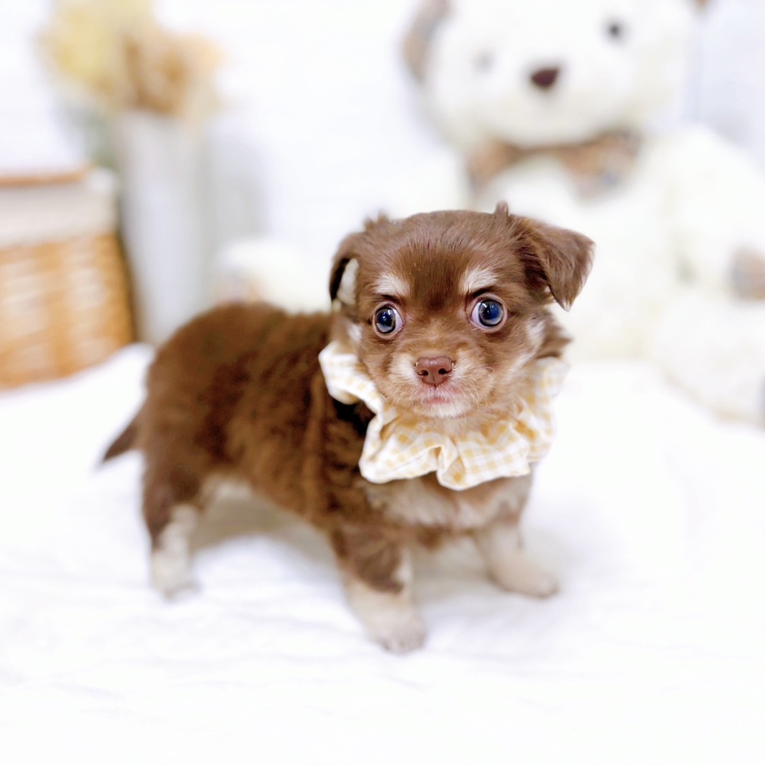 滋賀県のチワックス(チワワ×ダックス) (犬の家＆猫の里近江八幡店/2025年9月8日生まれ/女の子/チョコレートタン)の子犬の4枚目の画像