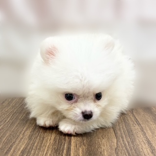 兵庫県のポメラニアン (犬の家＆猫の里カナート西神戸店/2025年9月10日生まれ/男の子/クリーム)の子犬の4枚目の画像