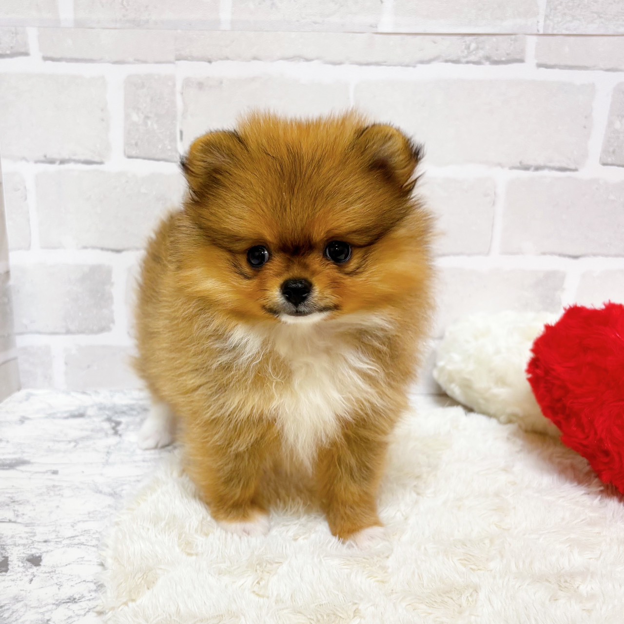 京都府のポメラニアン (犬の家＆猫の里京都精華店/2025年9月11日生まれ/女の子/オレンジホワイト)の子犬の4枚目の画像