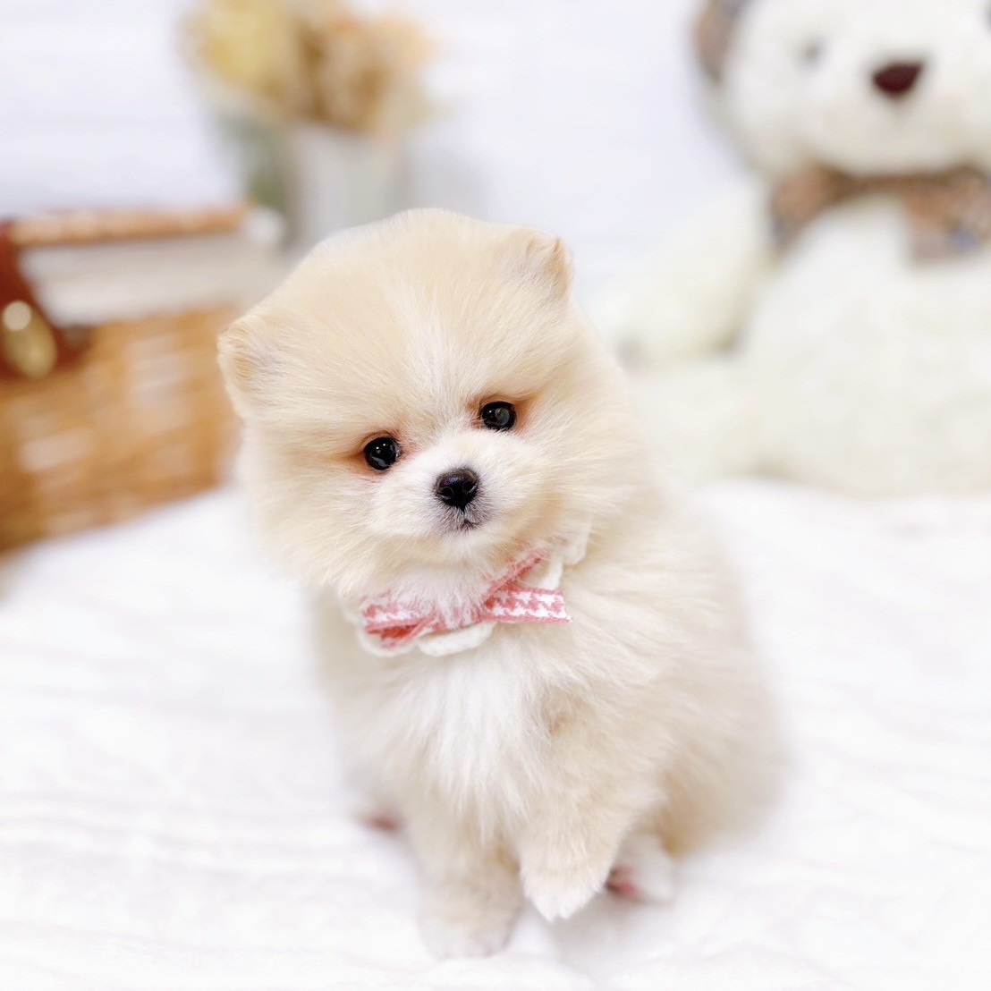 滋賀県のポメラニアン (犬の家＆猫の里近江八幡店/2025年9月11日生まれ/女の子/クリームホワイト)の子犬の4枚目の画像