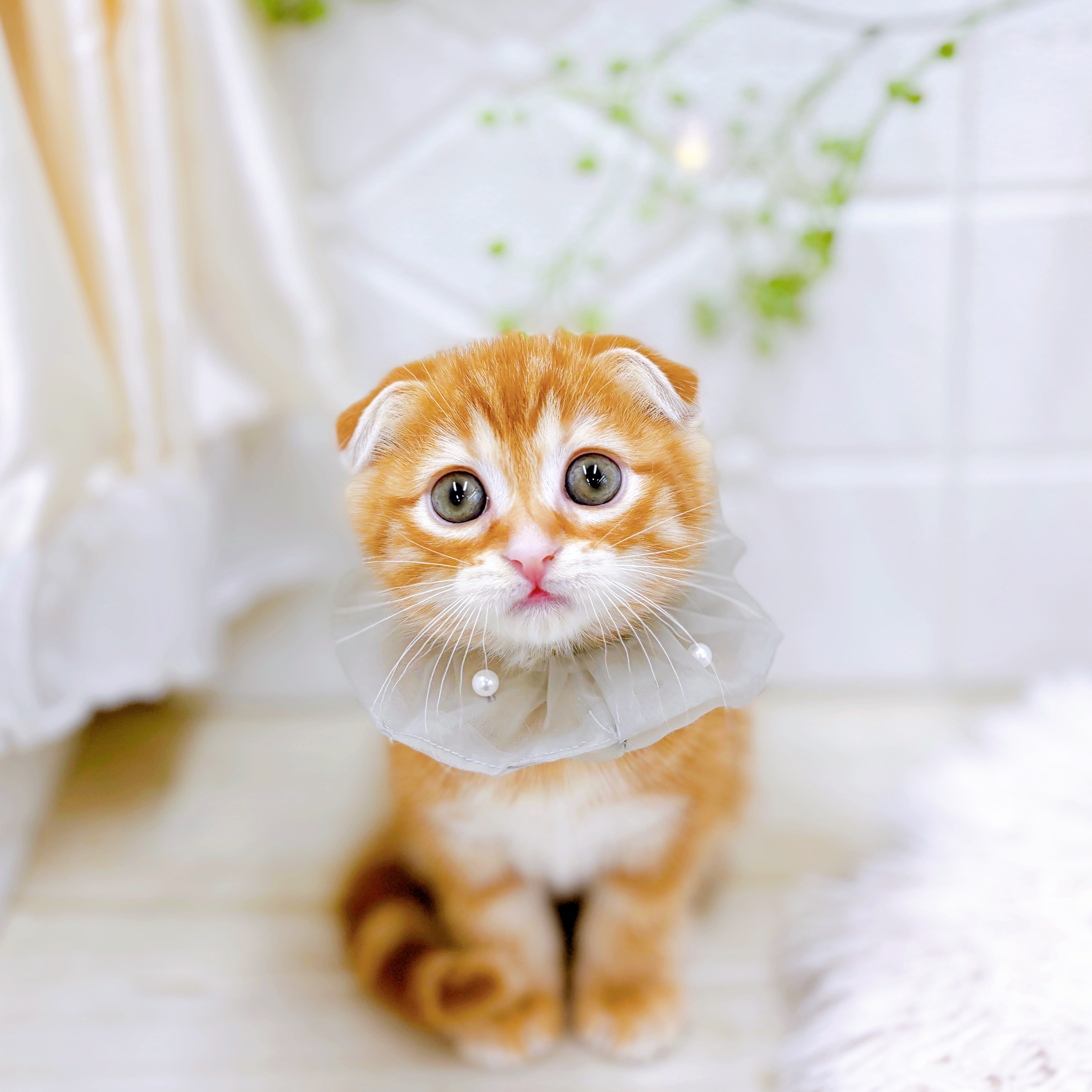 福井県のスコティッシュフォールド (犬の家＆猫の里アミーゴ福井店/2025年9月11日生まれ/男の子/レッドタビー)の子猫の4枚目の画像