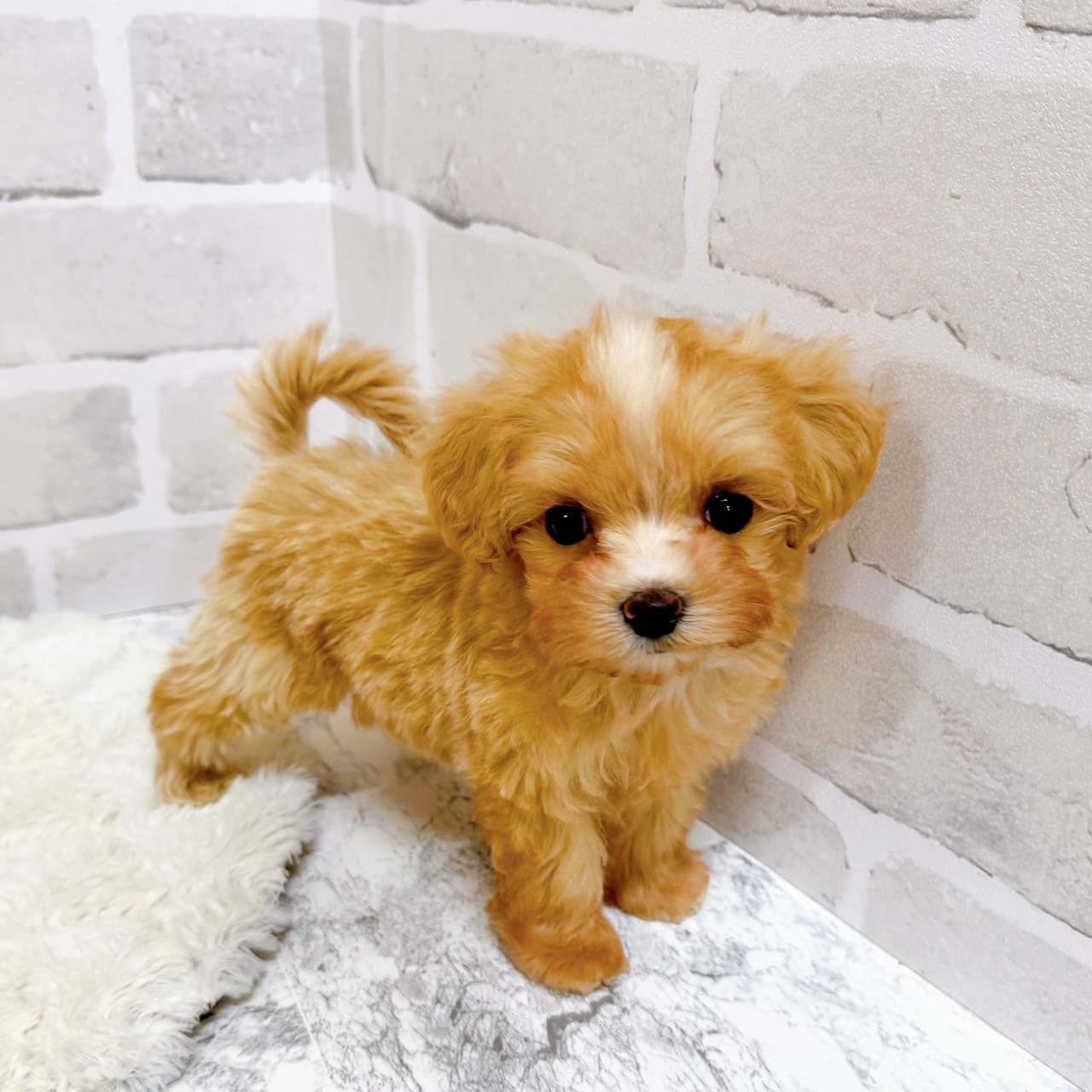 京都府のマルプー(マルチーズ×プードル) (犬の家＆猫の里京都精華店/2025年9月8日生まれ/男の子/クリームホワイト)の子犬の4枚目の画像