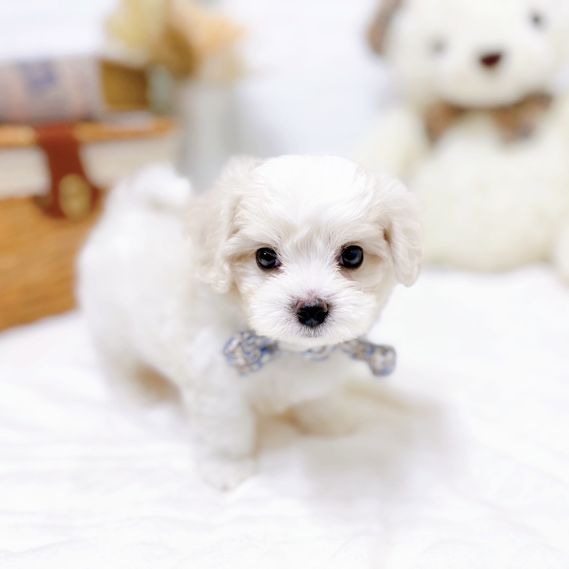 滋賀県のハーフ犬・ミックス犬 (犬の家＆猫の里近江八幡店/2025年9月8日生まれ/男の子/ホワイト)の子犬の4枚目の画像