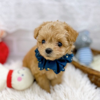 滋賀県のチワプー/プーチー(チワワ×プードル) (犬の家＆猫の里長浜店/2025年9月10日生まれ/女の子/クリーム)の子犬の4枚目の画像