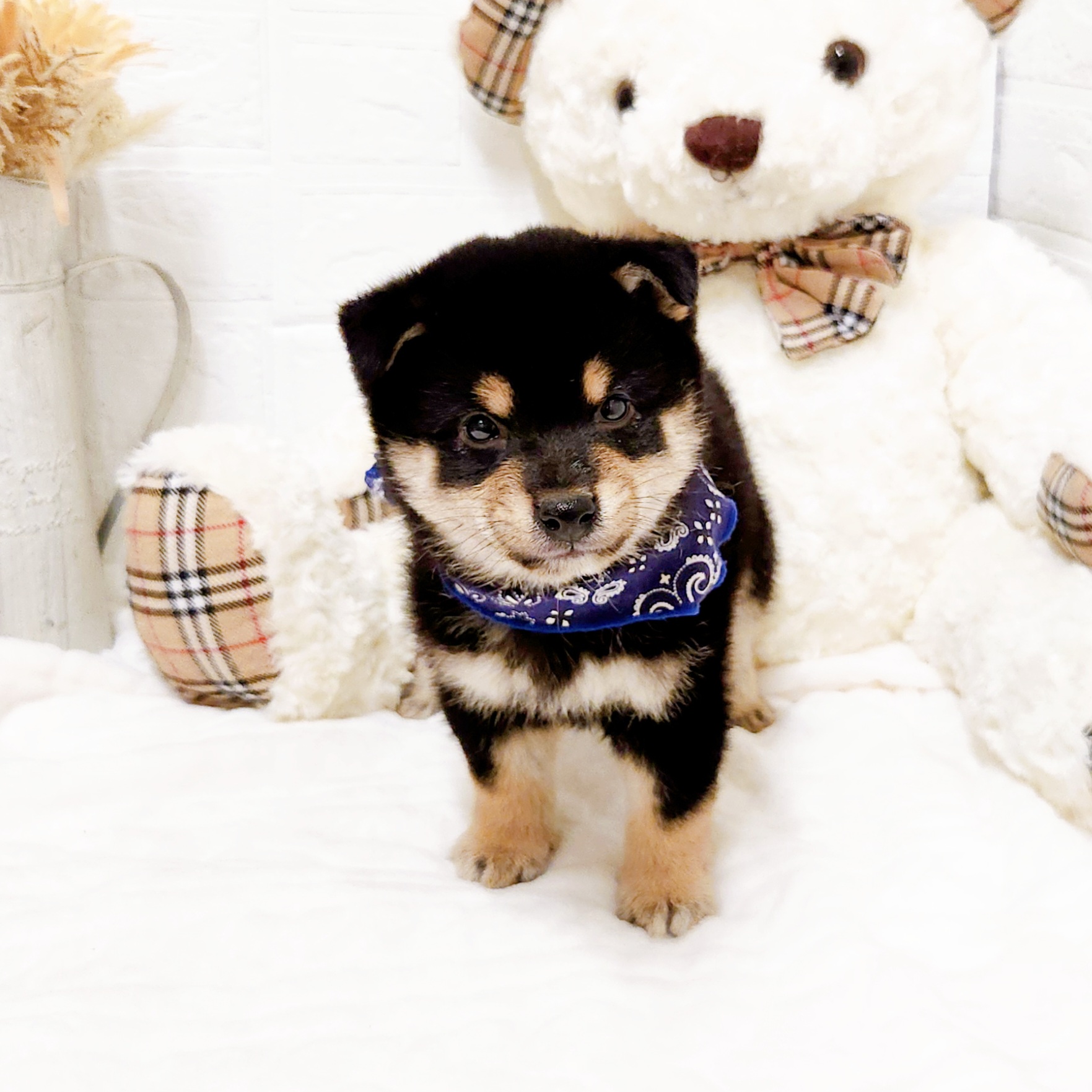 滋賀県の柴犬(標準サイズ) (犬の家＆猫の里近江八幡店/2025年9月1日生まれ/男の子/黒)の子犬の4枚目の画像