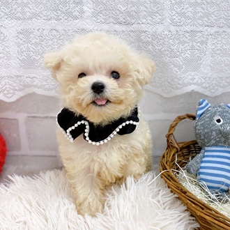 滋賀県のビションプー(ビションフリーゼ×プードル) (犬の家＆猫の里長浜店/2025年9月11日生まれ/男の子/クリーム)の子犬の4枚目の画像