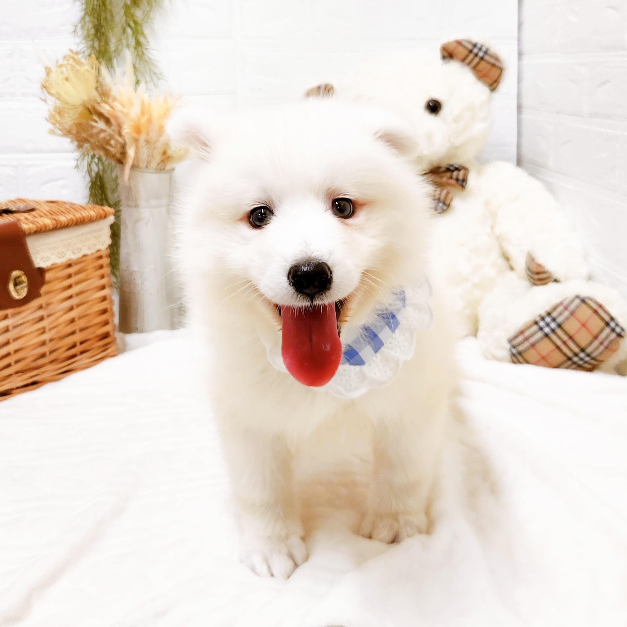 滋賀県のサモエド (犬の家＆猫の里近江八幡店/2025年9月1日生まれ/女の子/ホワイト)の子犬の4枚目の画像