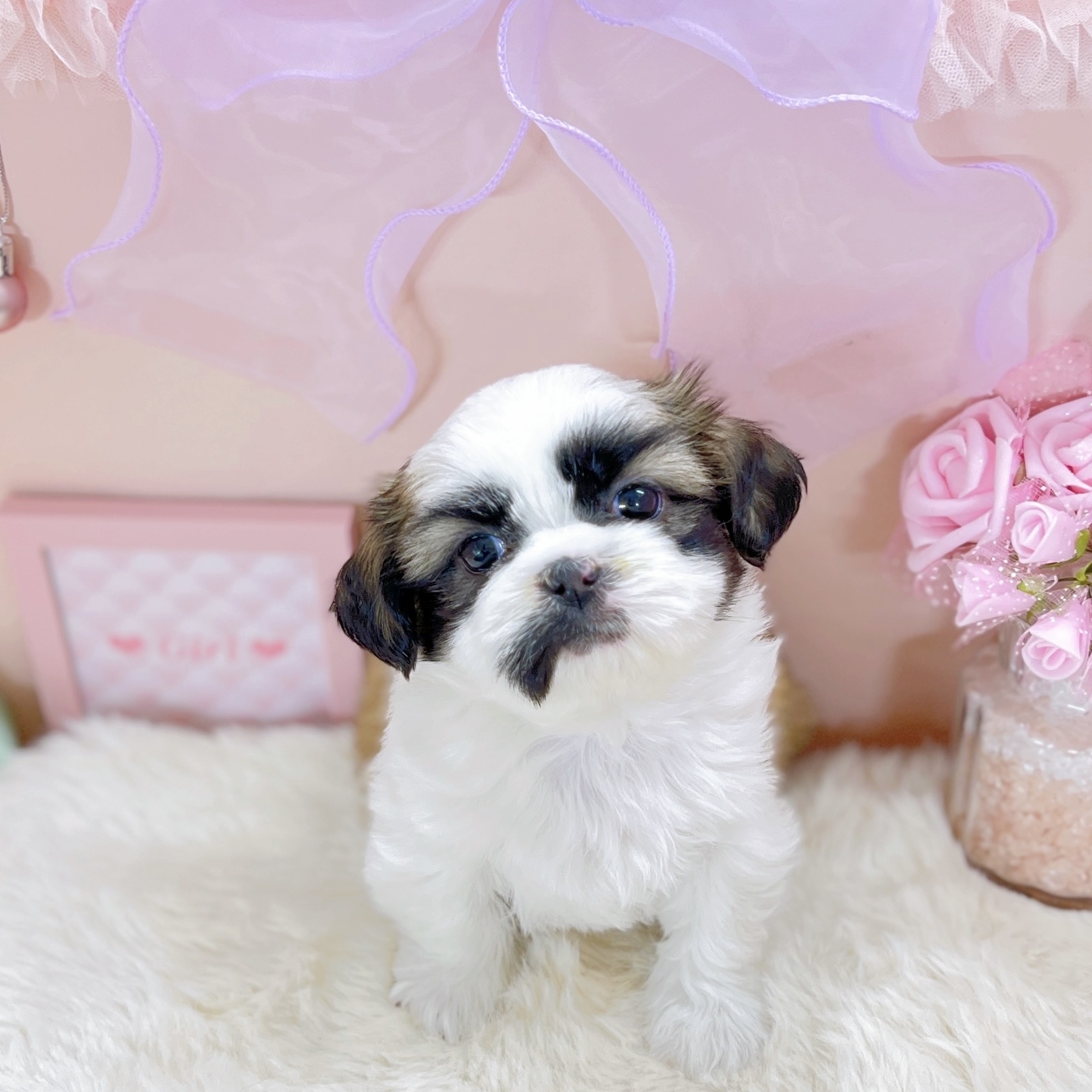 福井県のシーズー (犬の家＆猫の里アミーゴ福井大和田店/2025年9月12日生まれ/女の子/ゴールドホワイト)の子犬の4枚目の画像