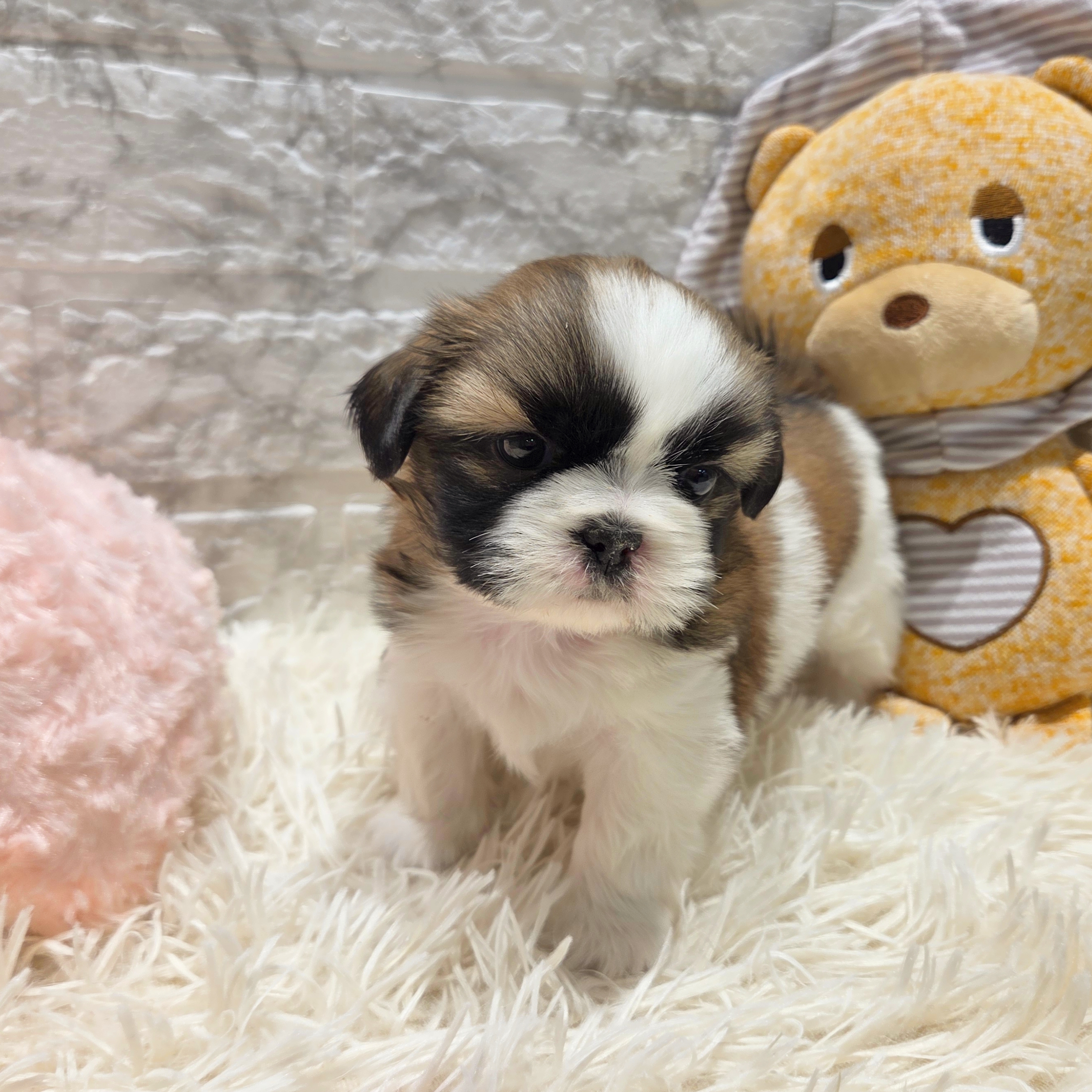 愛知県のシーズー (犬の家＆猫の里MiO香久山店/2025年9月12日生まれ/女の子/ゴールドホワイト)の子犬の4枚目の画像