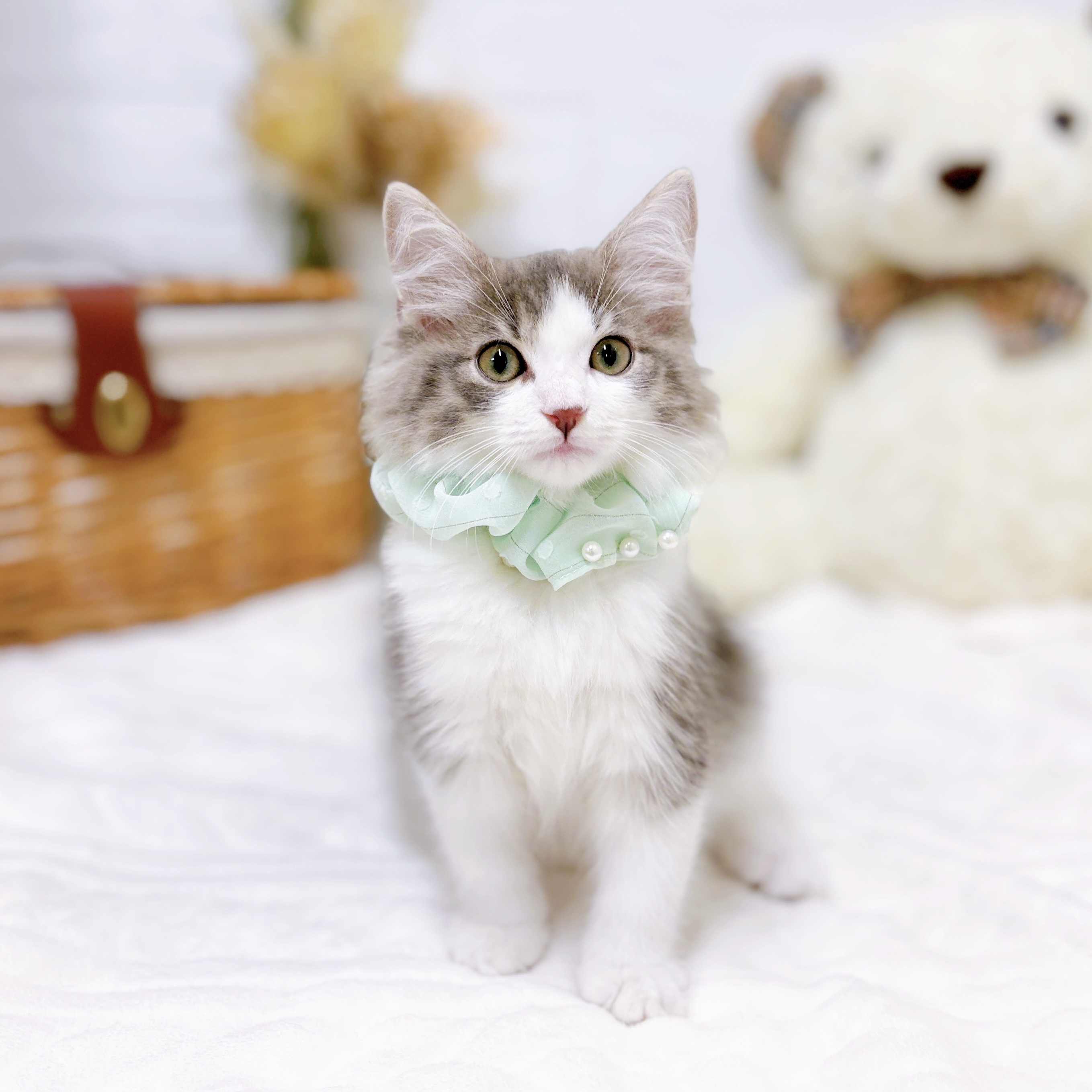 滋賀県のノルウェージャンフォレストキャット (犬の家＆猫の里近江八幡店/2025年9月11日生まれ/男の子/ブルータビーホワイト)の子猫の4枚目の画像