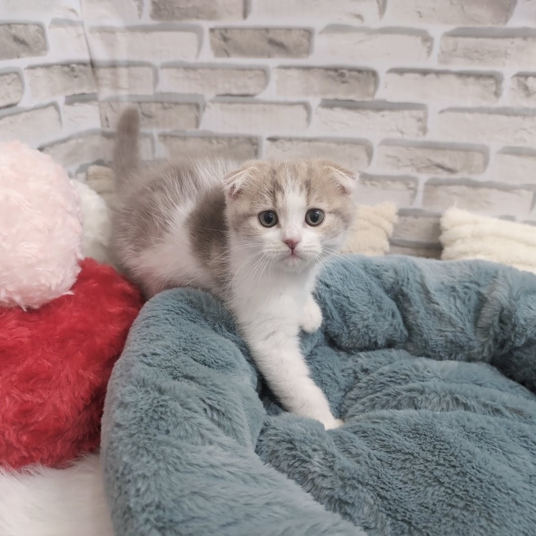 神奈川県のスコティッシュフォールド (犬の家＆猫の里モザイクモール港北店/2025年9月5日生まれ/男の子/ライラックタビー&ホワイト)の子猫の4枚目の画像