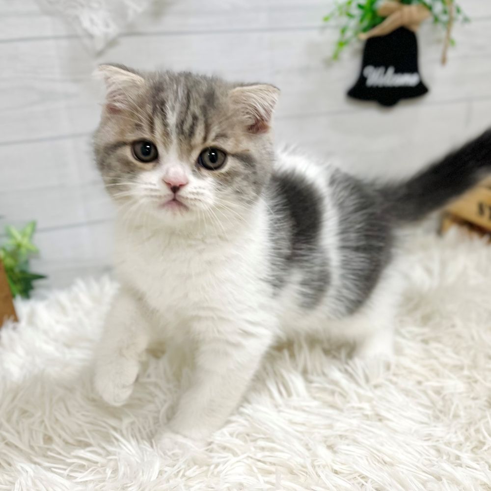愛知県のスコティッシュフォールド (犬の家＆猫の里豊田店/2025年9月5日生まれ/男の子/ブルータビーホワイト)の子猫の4枚目の画像