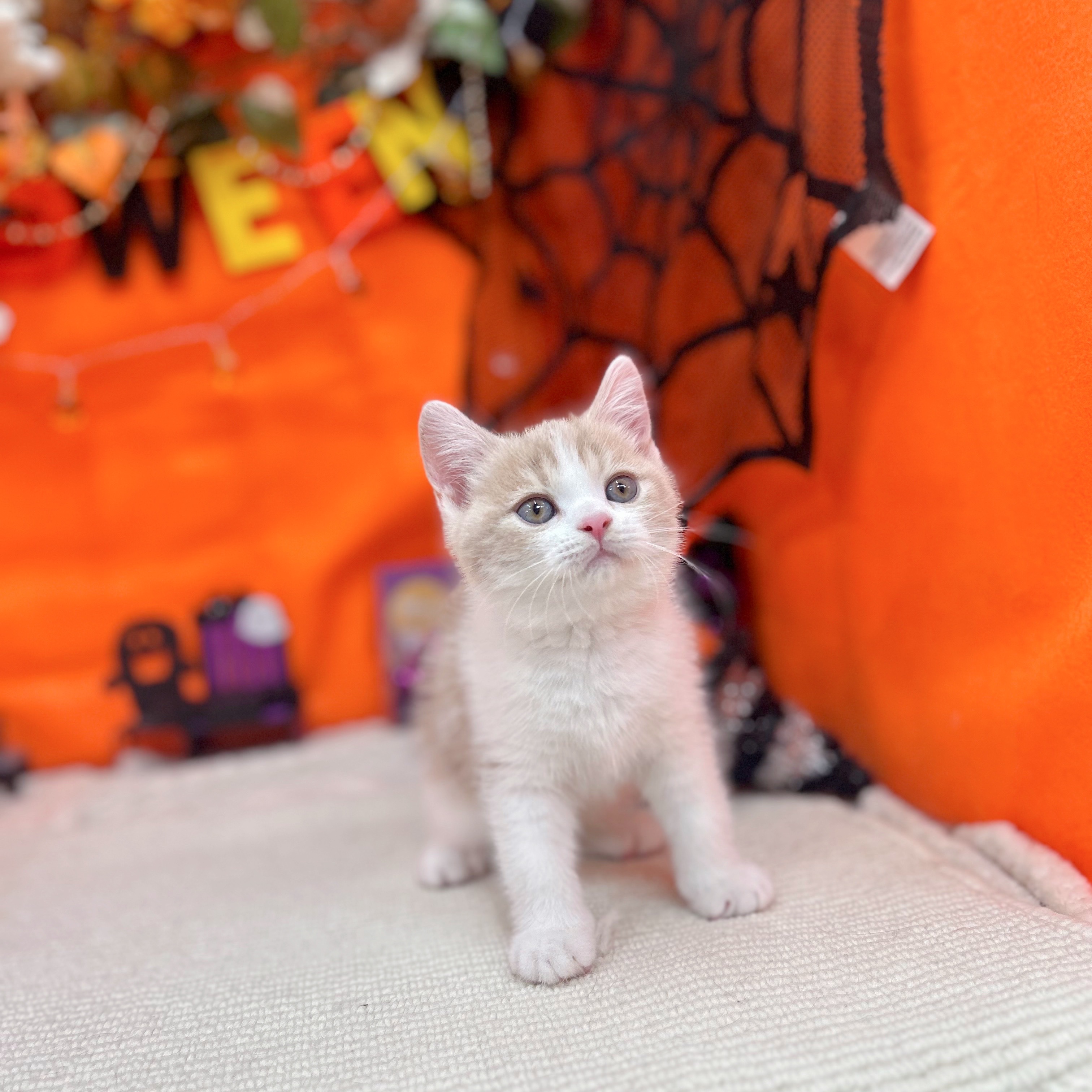 岐阜県のスコティッシュストレート (犬の家＆猫の里岐南店/2025年9月5日生まれ/男の子/クリームタビーホワイト)の子猫の4枚目の画像