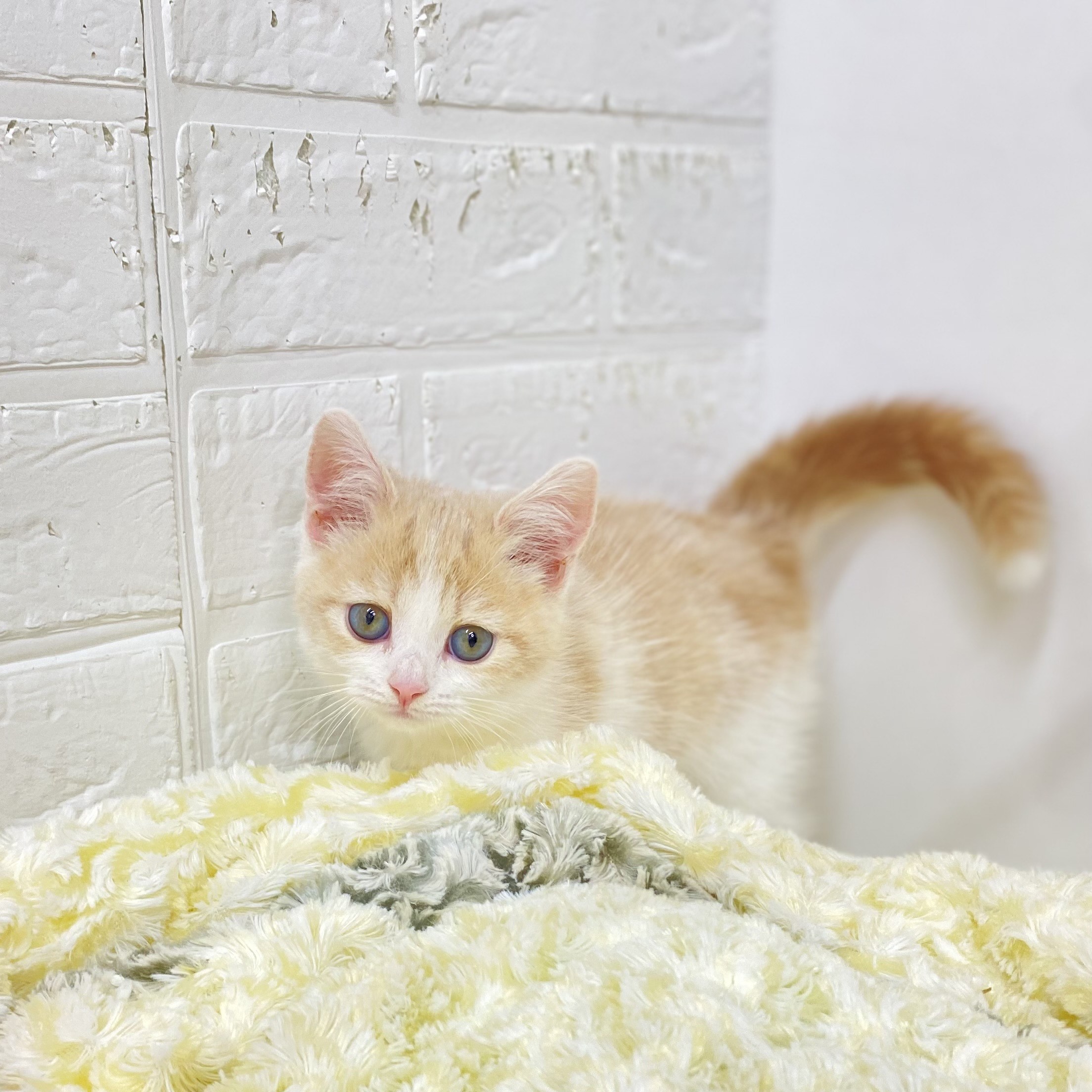 長野県のスコティッシュストレート (犬の家＆猫の里長野店/2025年9月5日生まれ/女の子/クリームタビーホワイト)の子猫の4枚目の画像