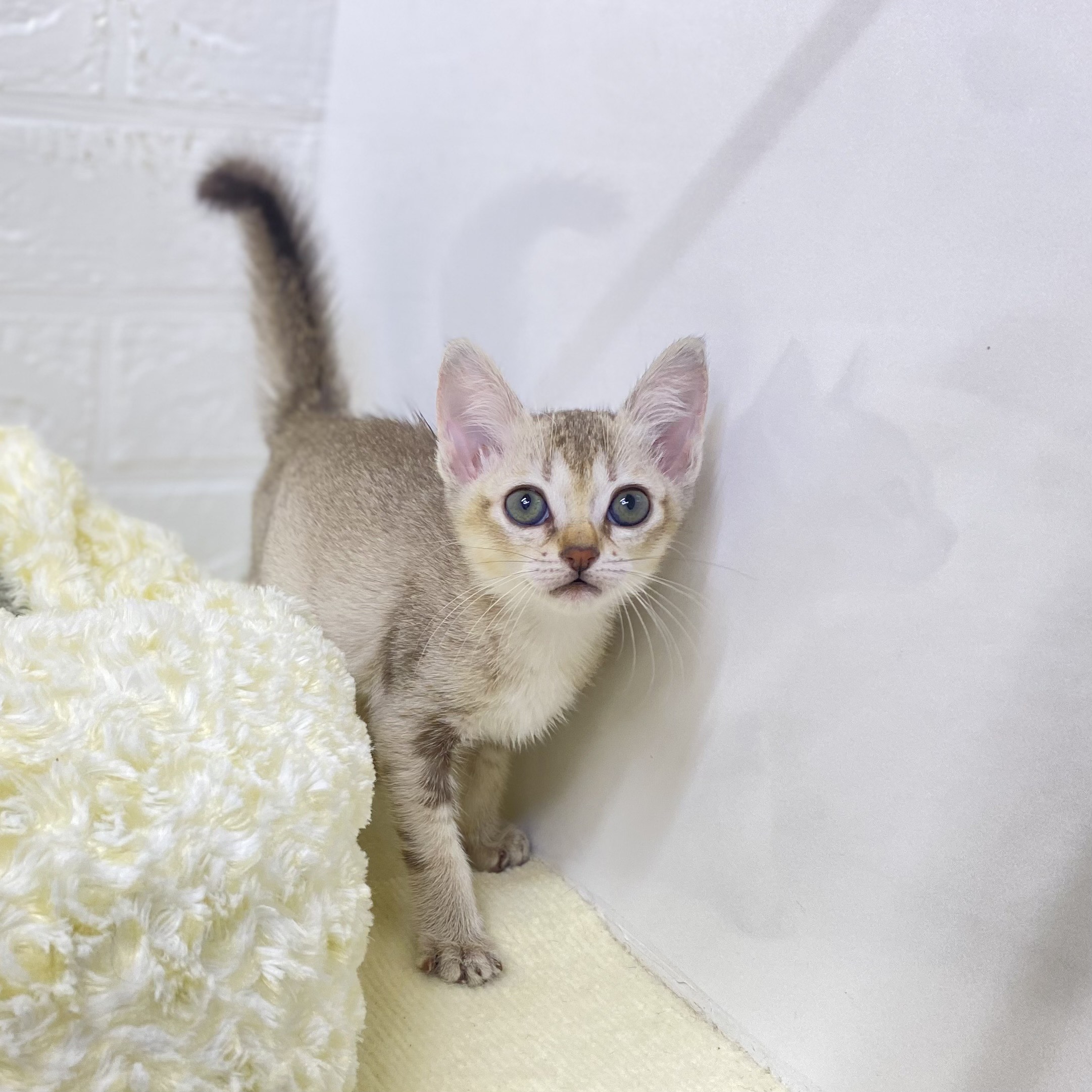 長野県のシンガプーラ (犬の家＆猫の里長野店/2025年9月10日生まれ/女の子/セピアアグーティ)の子猫の4枚目の画像