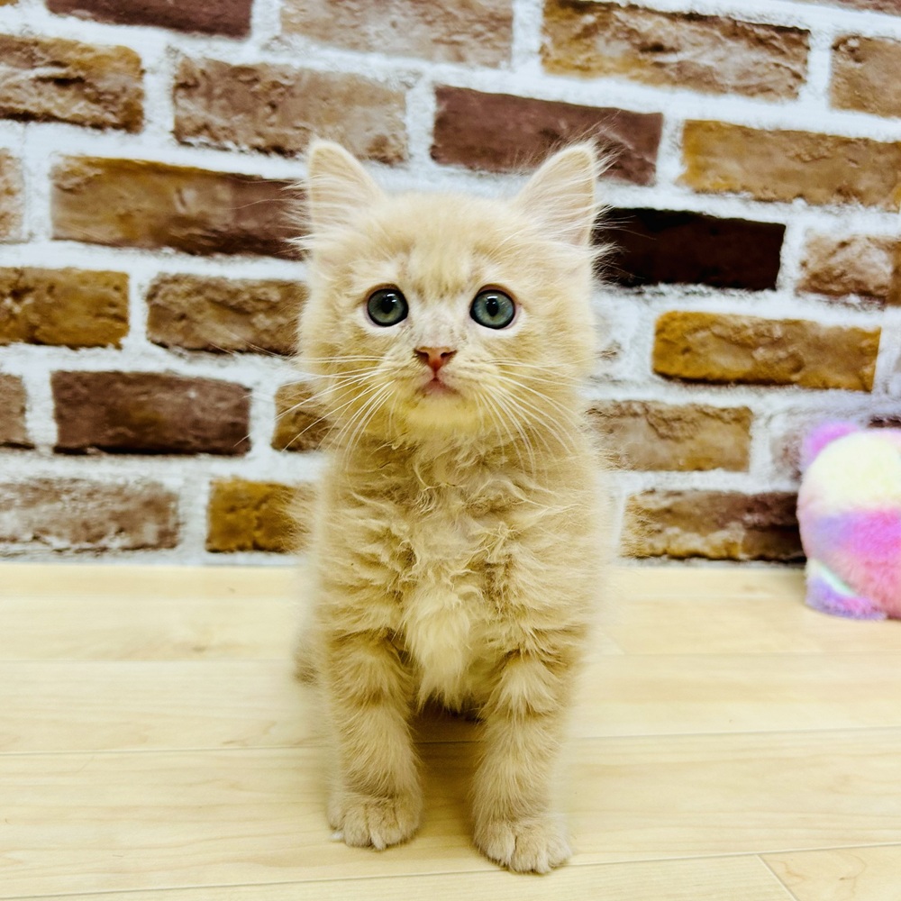 愛知県のサイベリアン (犬の家＆猫の里七宝店/2025年9月11日生まれ/男の子/クリームタビーホワイト)の子猫の1枚目の画像