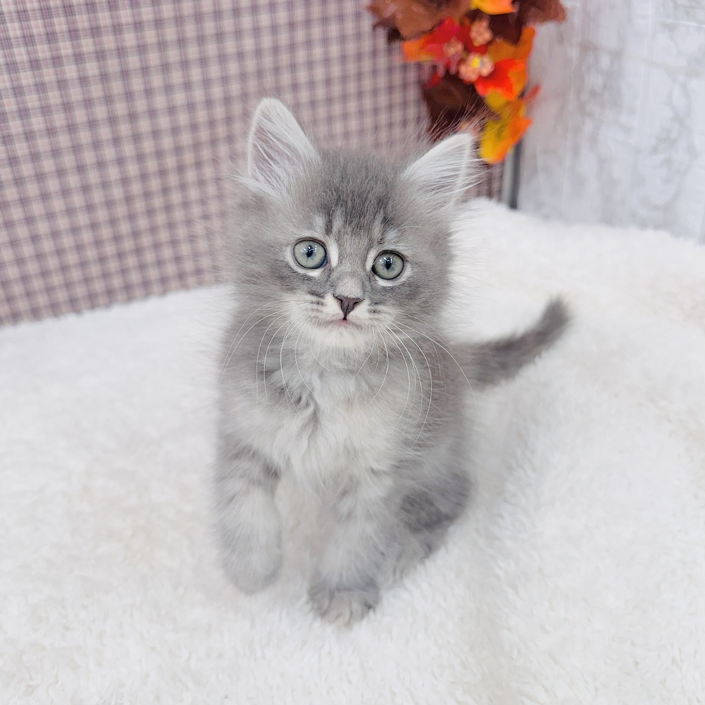 愛知県のサイベリアン (犬の家＆猫の里エアポートウォーク店/2025年9月11日生まれ/女の子/ブルーパッチドタビー)の子猫の4枚目の画像