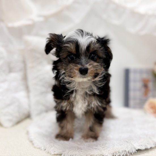 岐阜県のチワプー/プーチー(チワワ×プードル) (犬の家＆猫の里カラフルタウン岐阜店/2025年9月8日生まれ/男の子/ブラックタンホワイト)の子犬の4枚目の画像