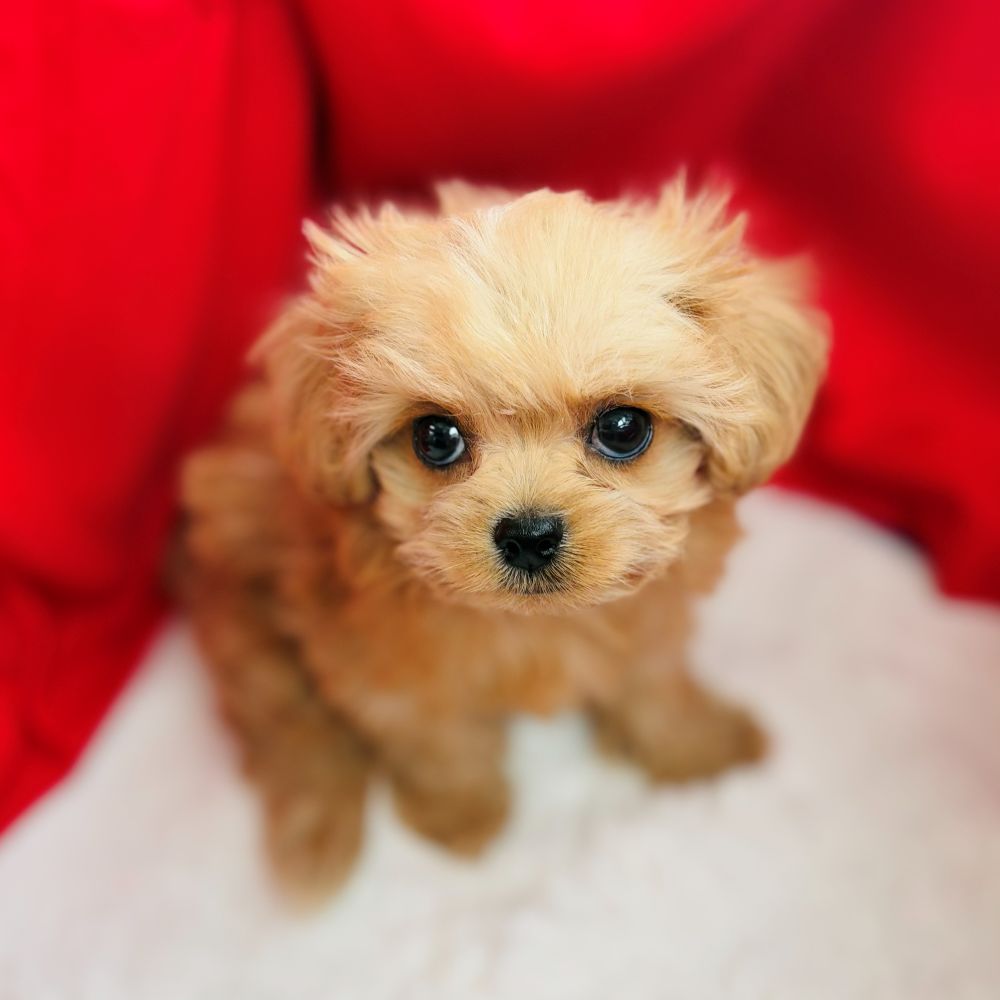 愛知県のチワプー/プーチー(チワワ×プードル) (犬の家＆猫の里愛知刈谷店/2025年9月8日生まれ/女の子/アプリコットホワイト)の子犬の4枚目の画像