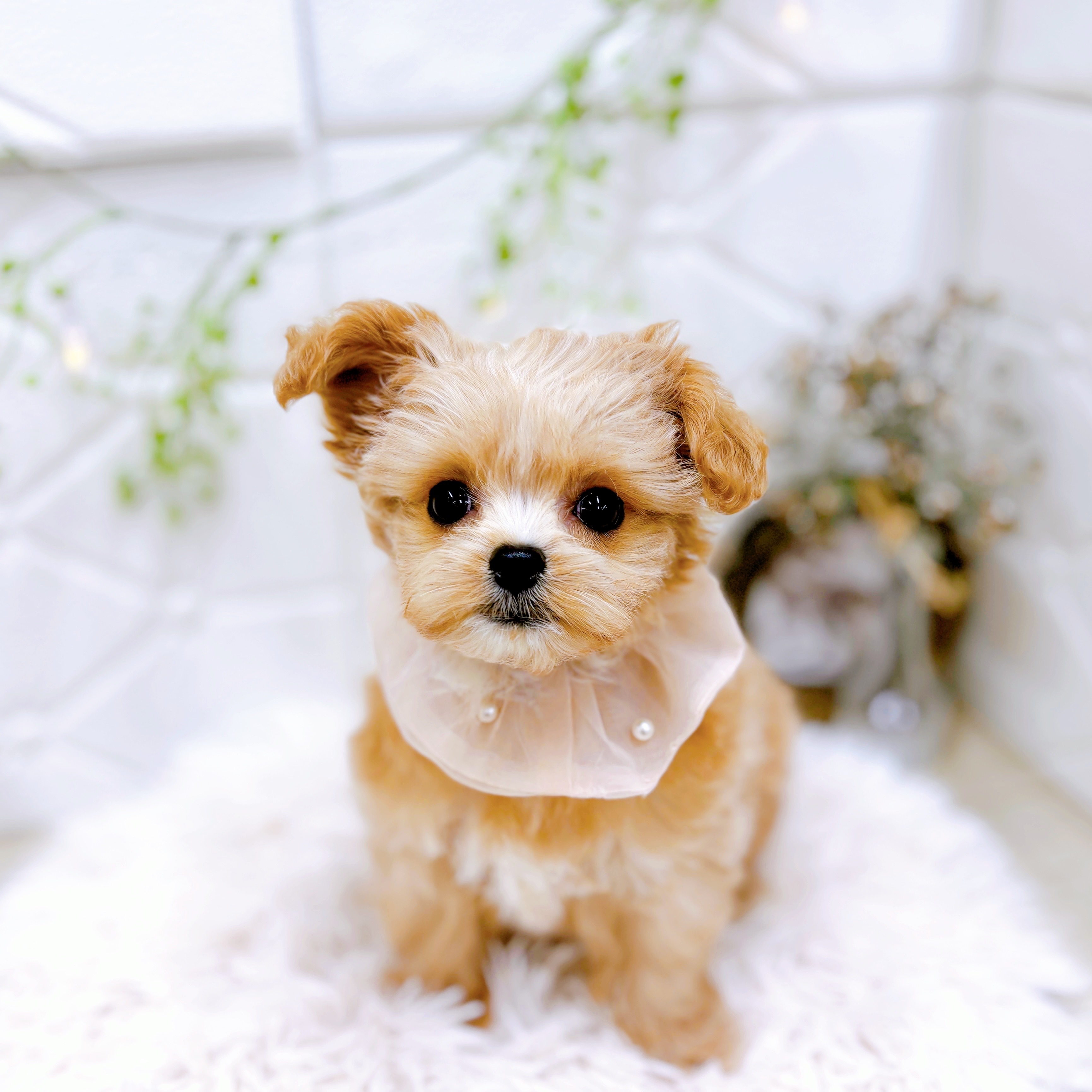 福井県のチワプー/プーチー(チワワ×プードル) (犬の家＆猫の里アミーゴ福井店/2025年9月8日生まれ/女の子/アプリコットホワイト)の子犬の4枚目の画像