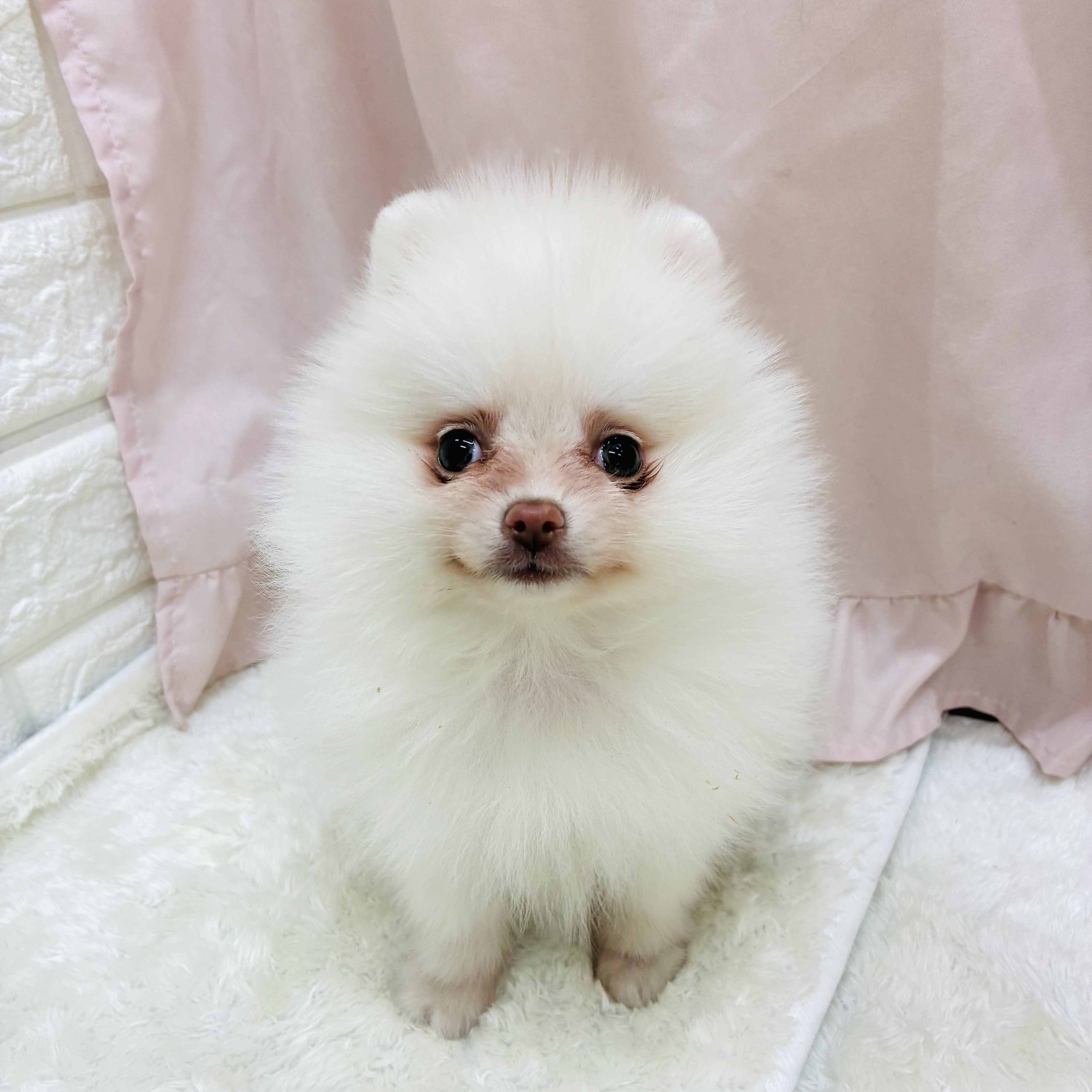 愛知県のポメラニアン (犬の家＆猫の里アミーゴ神の倉店/2025年9月12日生まれ/女の子/クリーム)の子犬の1枚目の画像