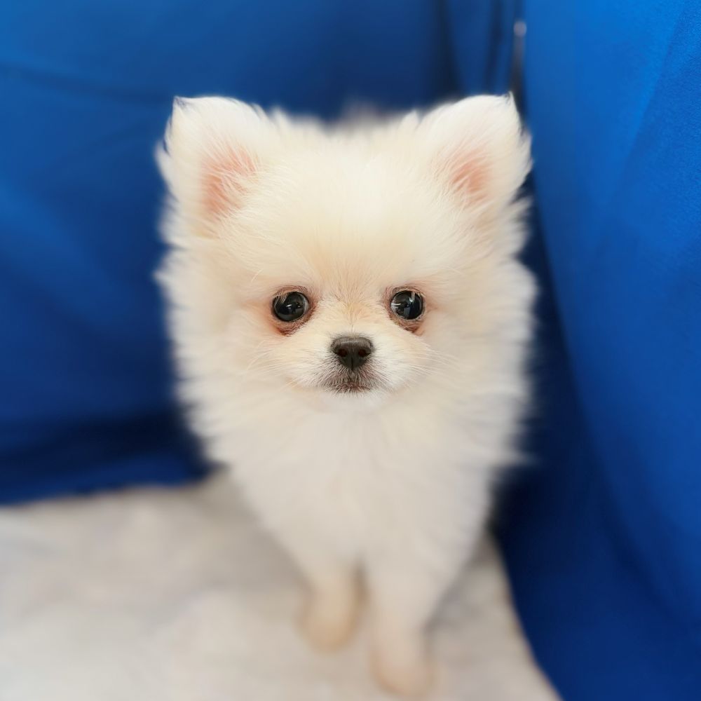 愛知県のポメチワ/チワポメ/ポメチー(ポメラニアン×チワワ) (犬の家＆猫の里愛知刈谷店/2025年9月8日生まれ/男の子/クリーム)の子犬の4枚目の画像