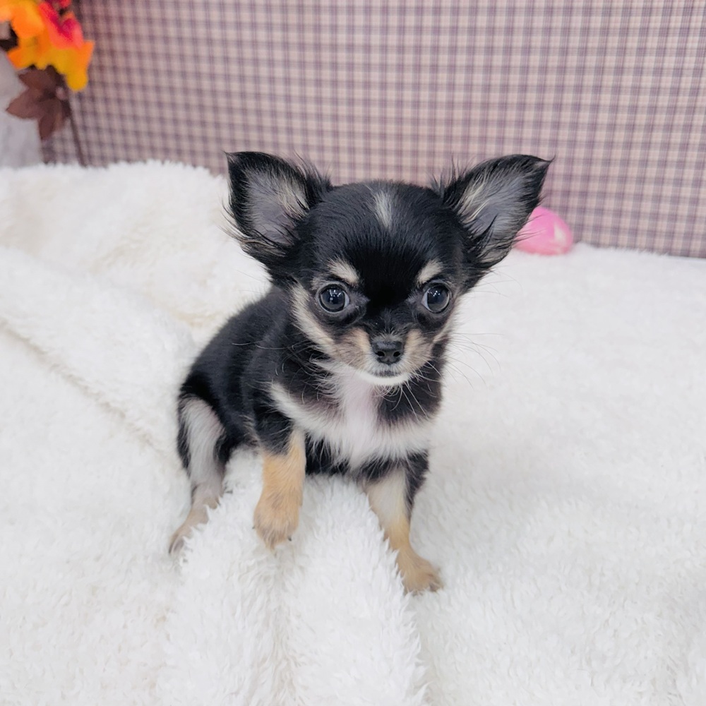 愛知県のチワワ(ロング) (犬の家＆猫の里エアポートウォーク店/2025年9月2日生まれ/女の子/ブラックタンホワイト)の子犬の4枚目の画像