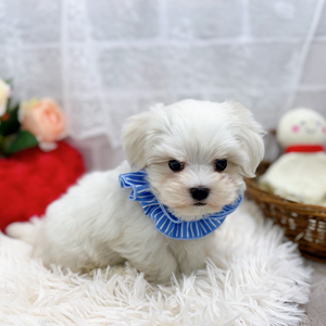 滋賀県のマルチーズ (犬の家&猫の里長浜店/2025年8月30日生まれ/男の子/ホワイト)の子犬の1枚目の画像