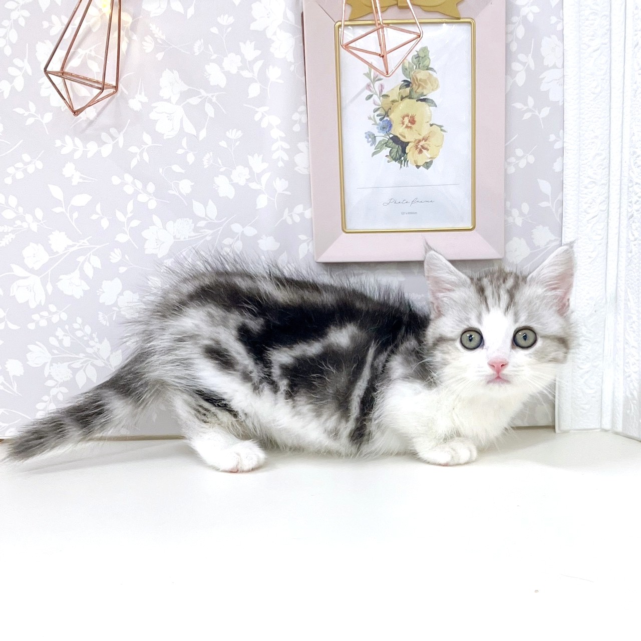 富山県のミヌエット (犬の家＆猫の里アミーゴ高岡蓮花寺店/2025年9月13日生まれ/男の子/シルバータビーホワイト)の子猫の4枚目の画像