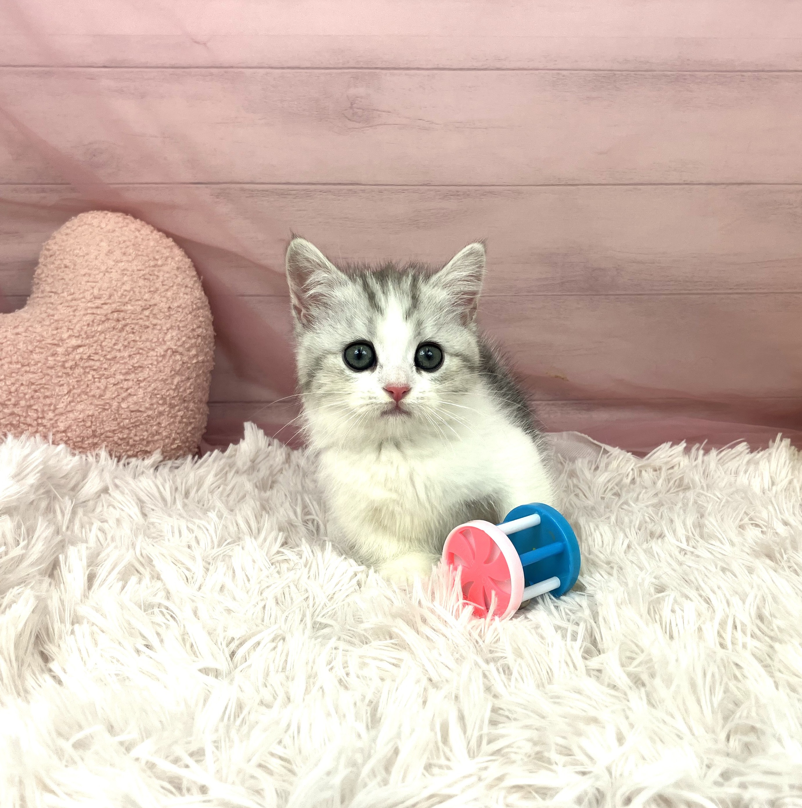 兵庫県のミヌエット (犬の家＆猫の里川西店/2025年9月13日生まれ/女の子/シルバータビーホワイト)の子猫の4枚目の画像