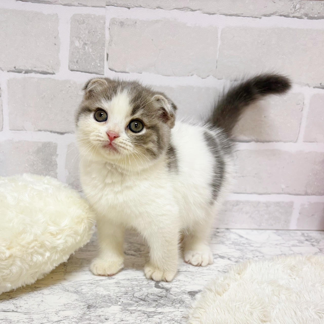 京都府のスコティッシュフォールド (犬の家＆猫の里京都精華店/2025年9月10日生まれ/男の子/ブルータビーホワイト)の子猫の4枚目の画像