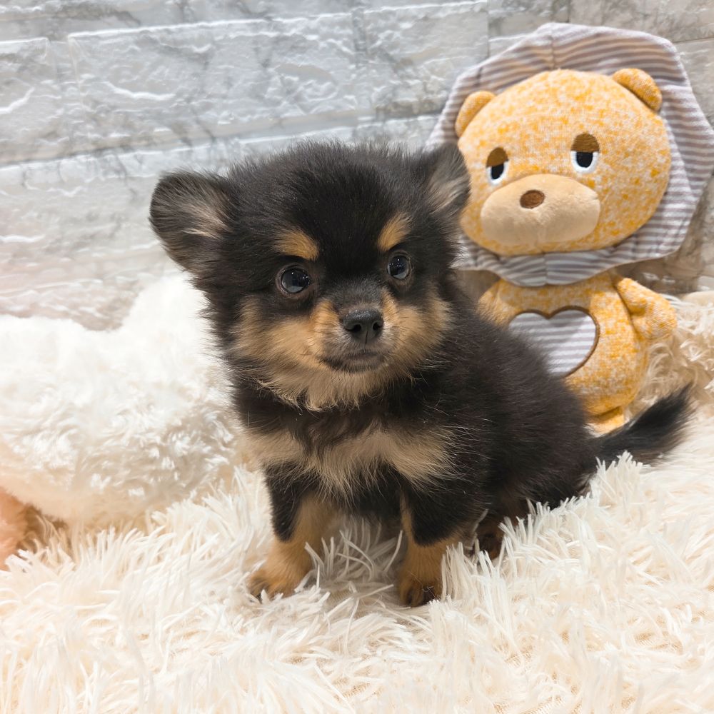 愛知県のポメチワ/チワポメ/ポメチー(ポメラニアン×チワワ) (犬の家＆猫の里MiO香久山店/2025年9月9日生まれ/男の子/ブラックタン)の子犬の4枚目の画像
