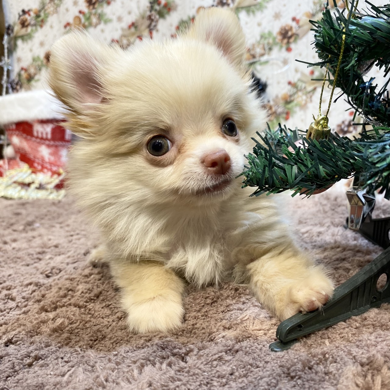 長野県のポメチワ/チワポメ/ポメチー(ポメラニアン×チワワ) (犬の家＆猫の里カインズ梓川店/2025年9月9日生まれ/女の子/クリーム)の子犬の4枚目の画像