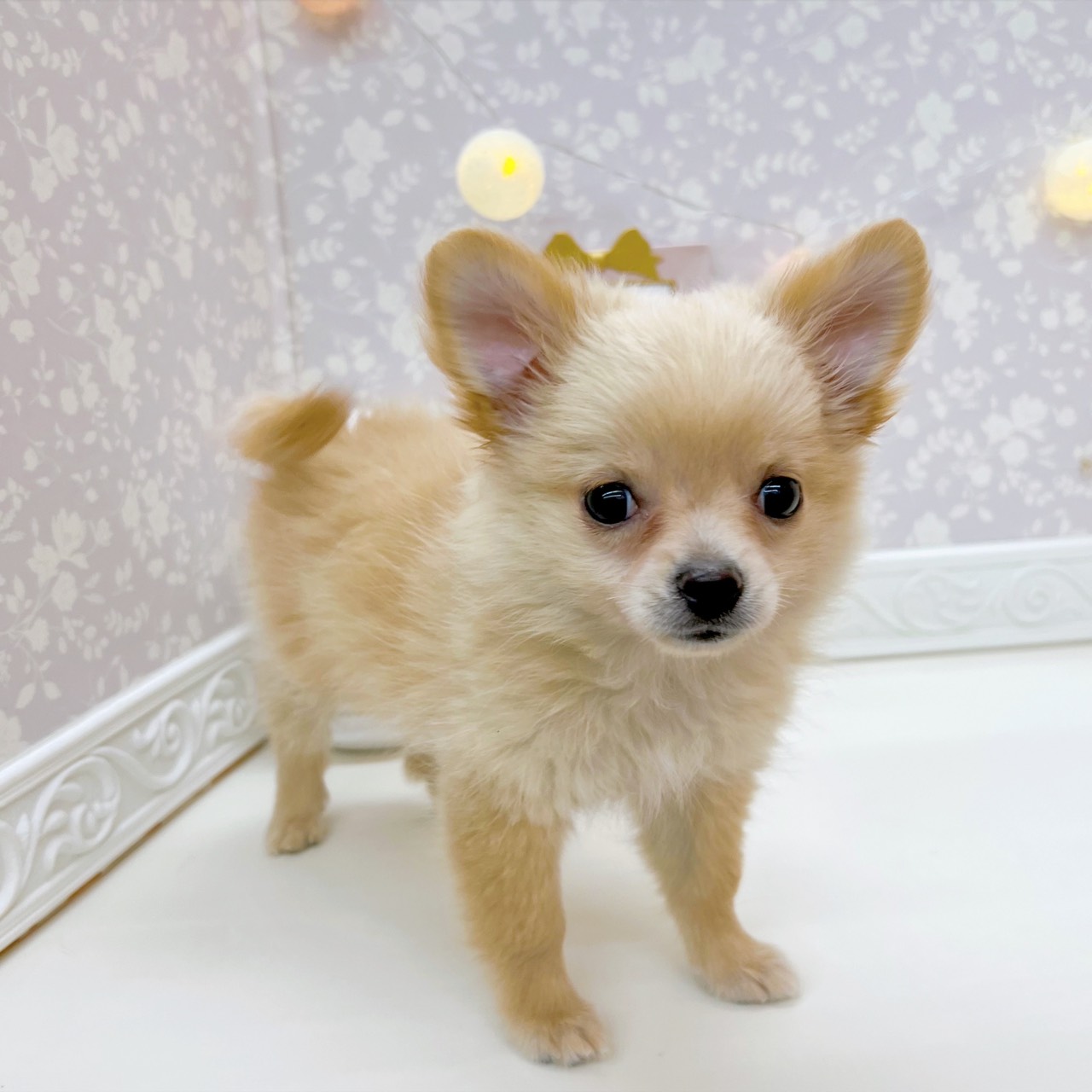 富山県のポメチワ/チワポメ/ポメチー(ポメラニアン×チワワ) (犬の家＆猫の里富山店/2025年9月9日生まれ/女の子/クリーム)の子犬の4枚目の画像