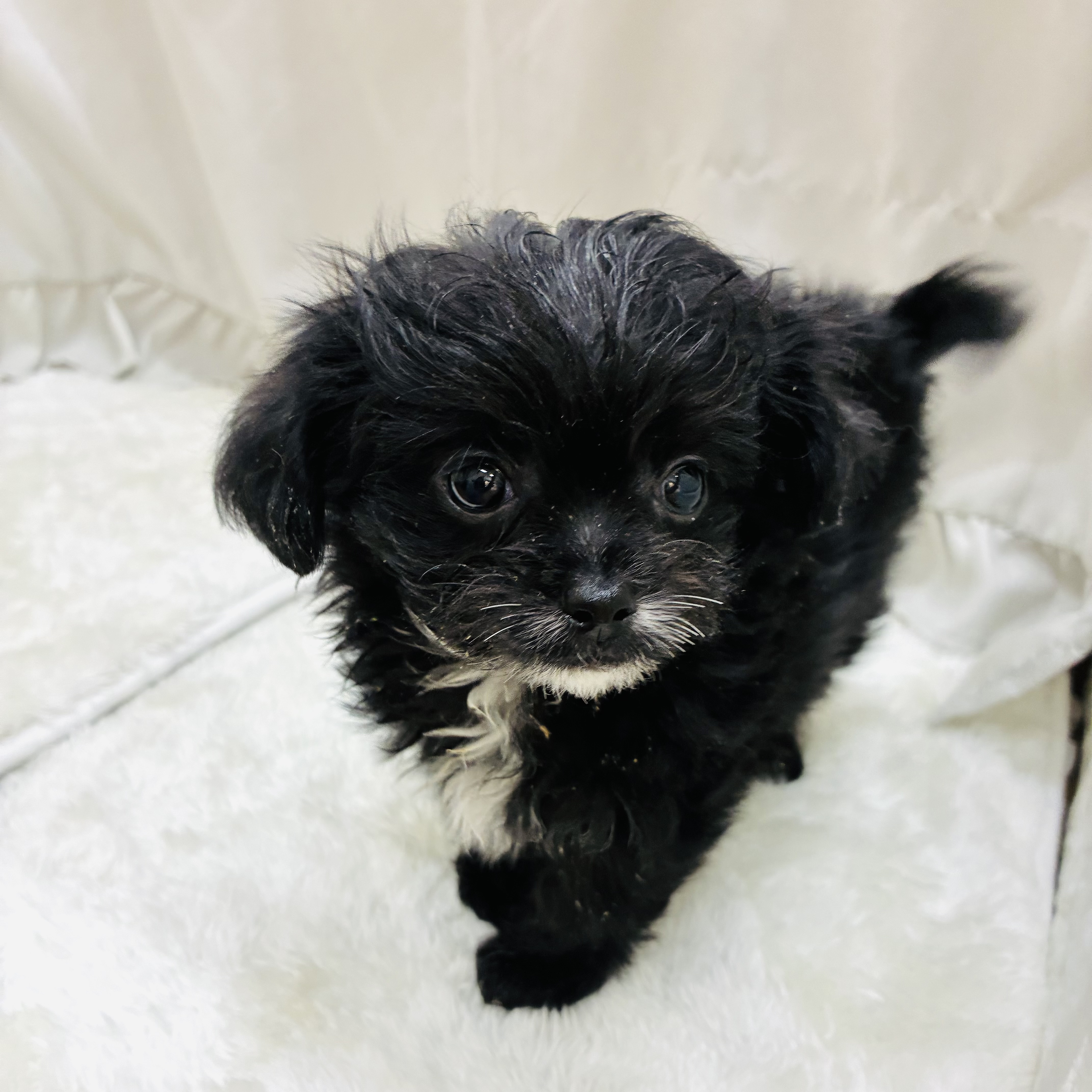 愛知県のチワプー/プーチー(チワワ×プードル) (犬の家＆猫の里アミーゴ神の倉店/2025年9月12日生まれ/男の子/ブラック)の子犬の4枚目の画像