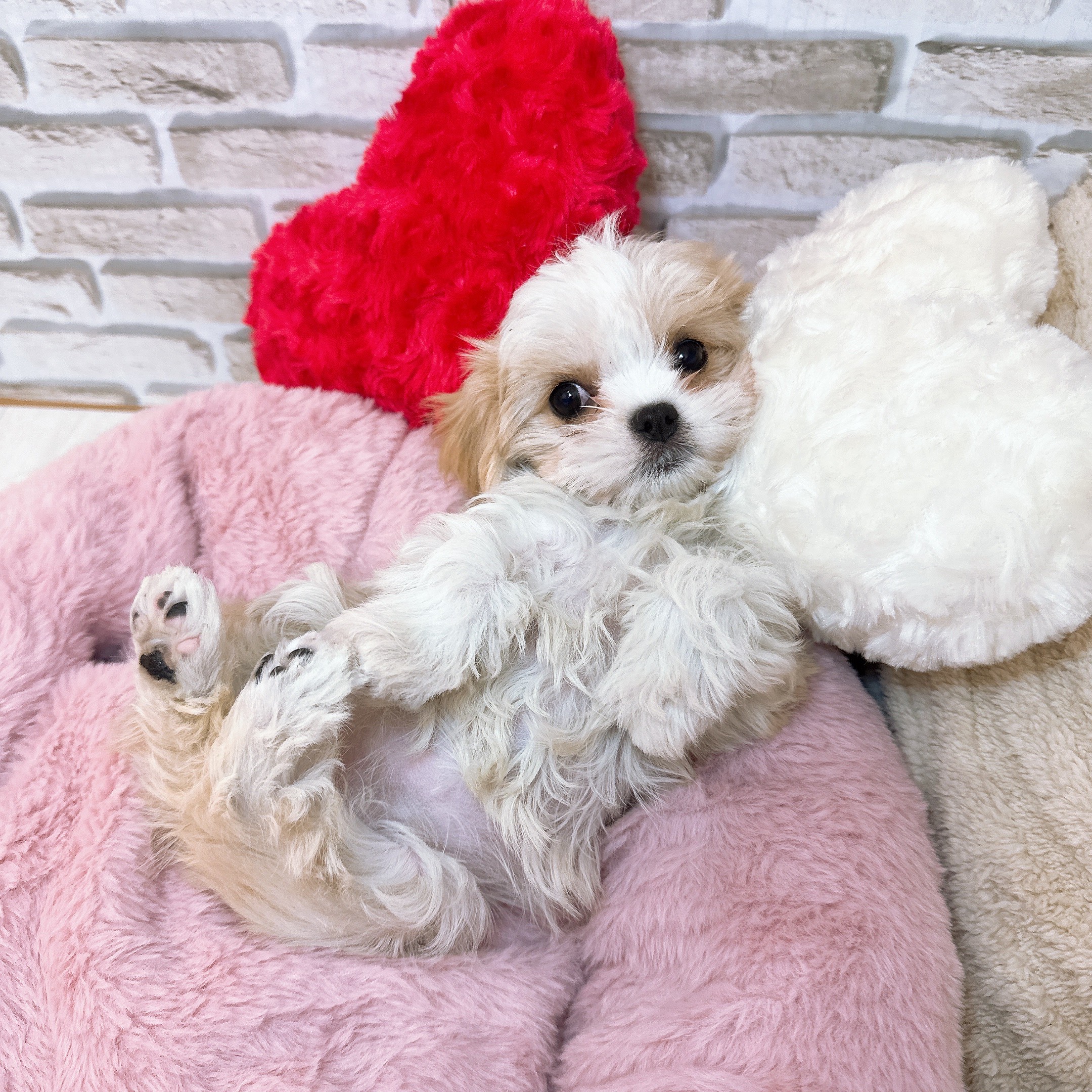 神奈川県のマルキャバ/キャバチーズ(マルチーズ×キャバリア) (犬の家＆猫の里モザイクモール港北店/2025年9月12日生まれ/女の子/ホワイトクリーム)の子犬の4枚目の画像