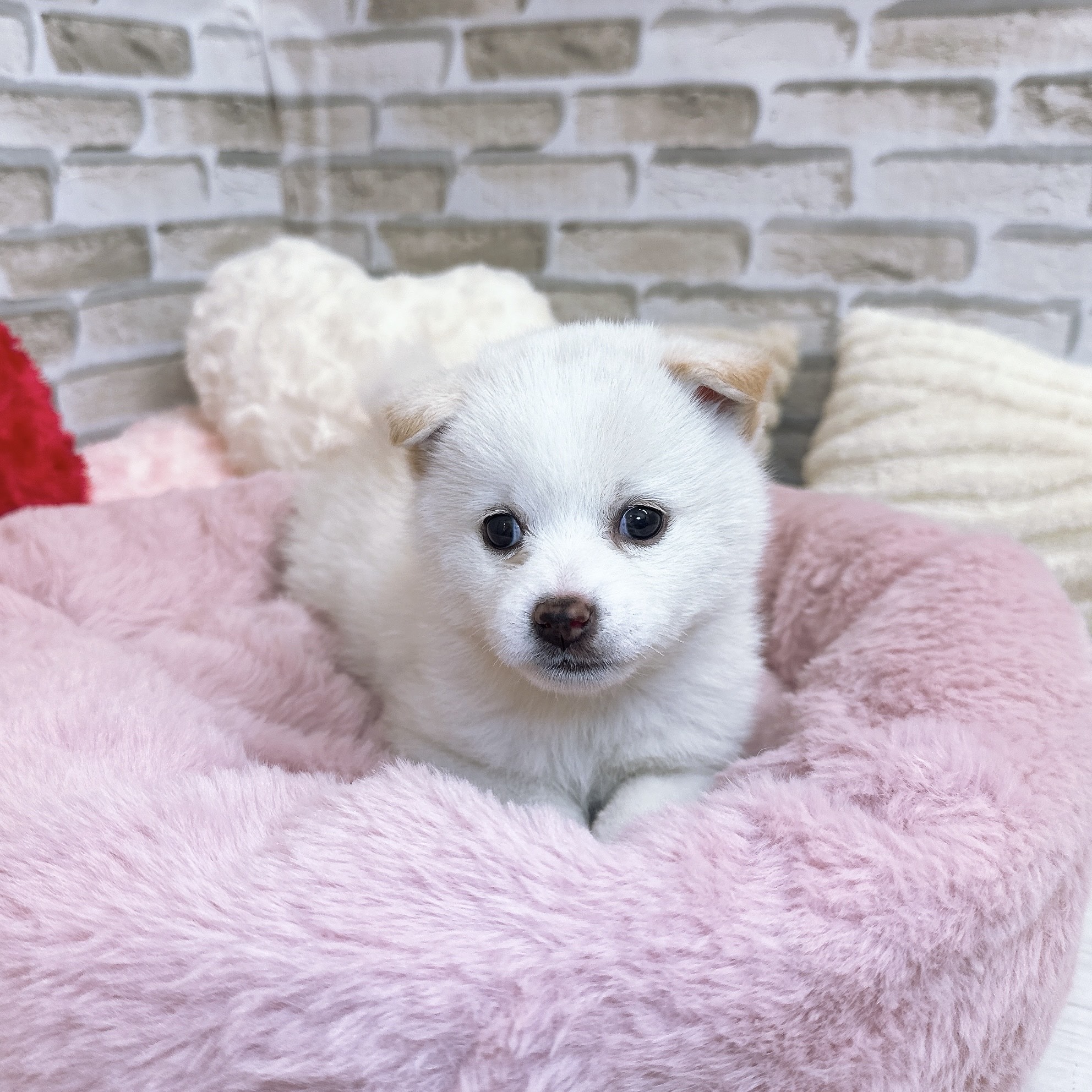 神奈川県のポメ柴/豆ポメ/ポメ豆柴(ポメラニアン×柴犬) (犬の家＆猫の里モザイクモール港北店/2025年9月15日生まれ/女の子/白)の子犬の4枚目の画像