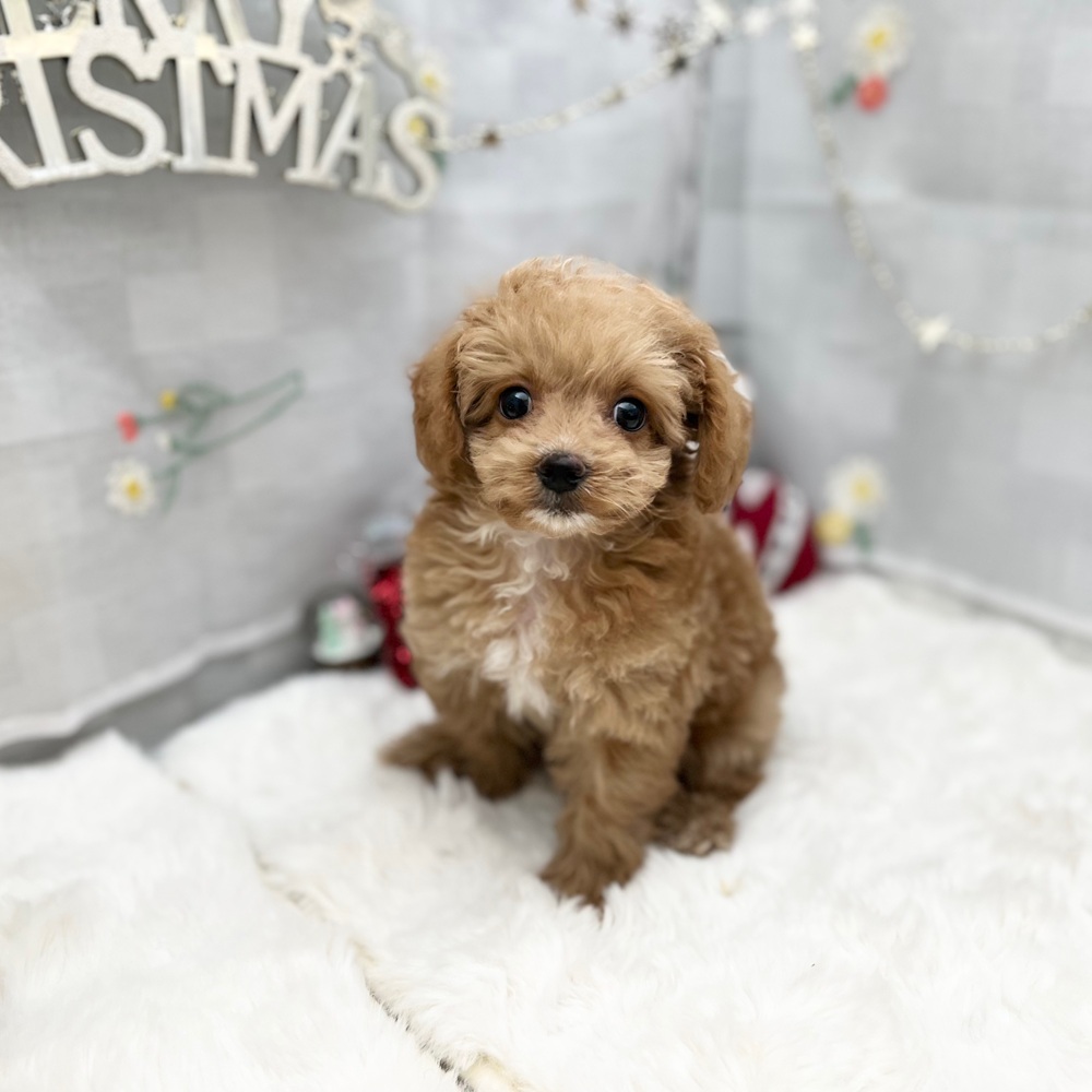 静岡県のチワプー/プーチー(チワワ×プードル) (犬の家＆猫の里MEGAドン・キホーテ袋井店/2025年9月11日生まれ/男の子/アプリコットホワイト)の子犬の4枚目の画像