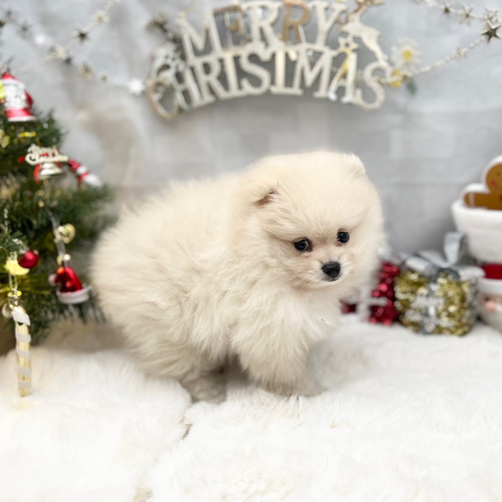 静岡県のポメラニアン (犬の家＆猫の里MEGAドン・キホーテ袋井店/2025年9月12日生まれ/女の子/クリーム)の子犬の4枚目の画像