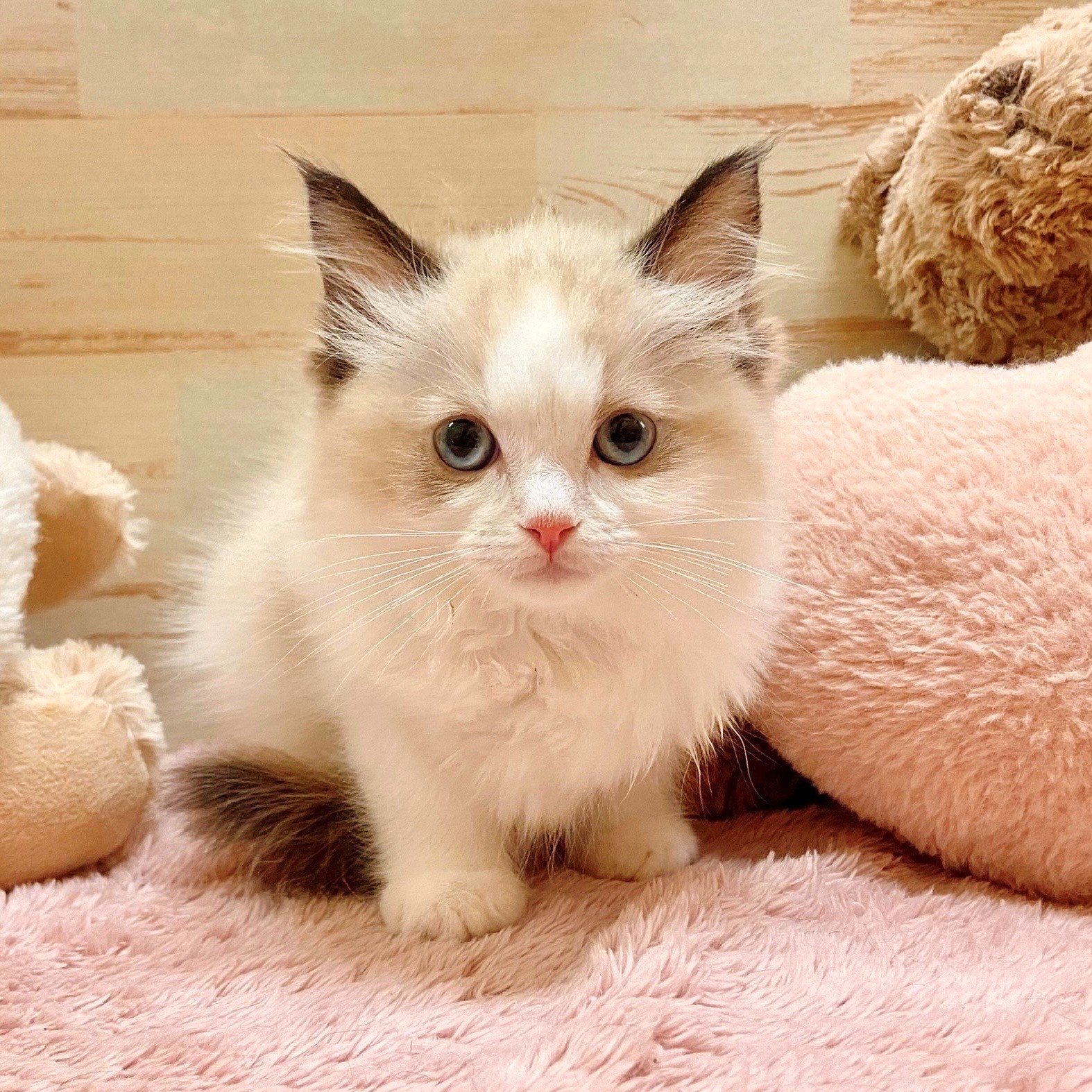 兵庫県のラグドール (犬の家＆猫の里神戸店/2025年9月9日生まれ/女の子/シールポイントバイカラー)の子猫の4枚目の画像