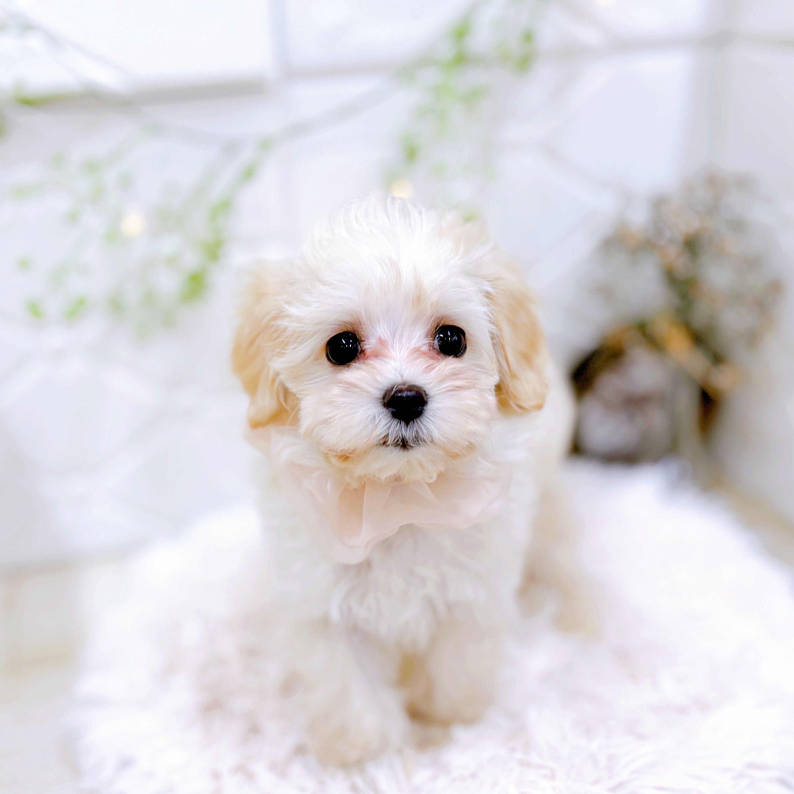 福井県のマルプー(マルチーズ×プードル) (犬の家＆猫の里アミーゴ福井店/2025年9月11日生まれ/女の子/クリーム)の子犬の4枚目の画像