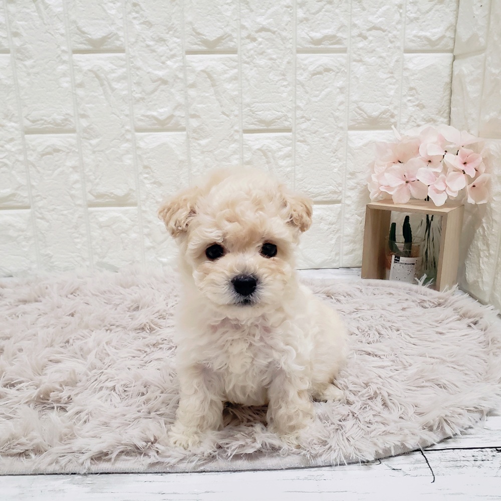 岡山県のビションプー(ビションフリーゼ×プードル) (犬の家＆猫の里岡山店/2025年9月13日生まれ/男の子/クリーム)の子犬