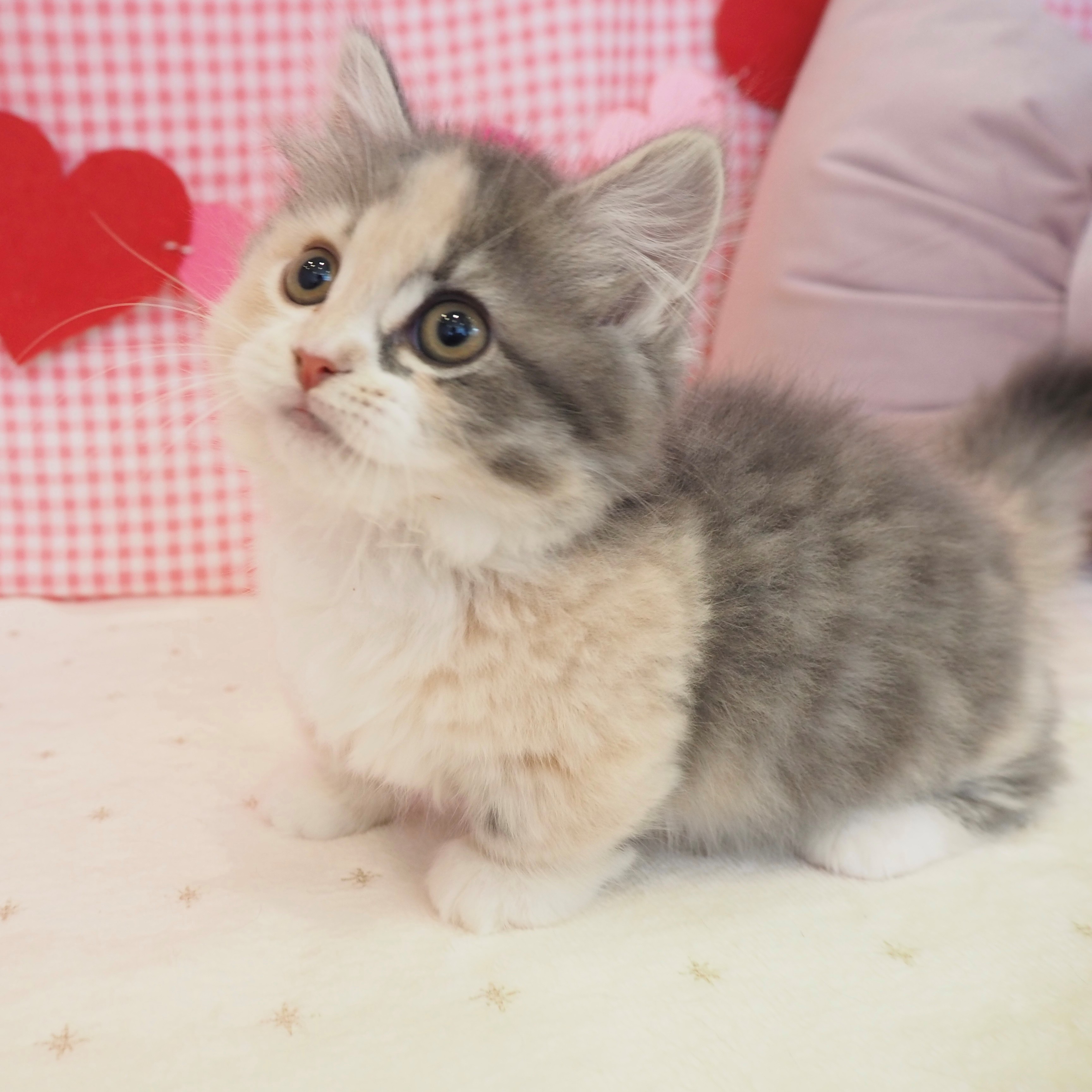 大阪府のミヌエット (犬の家＆猫の里もりのみやキューズモールBASE店/2025年9月6日生まれ/女の子/ブルーパッチドタビーホワイト)の子猫の4枚目の画像