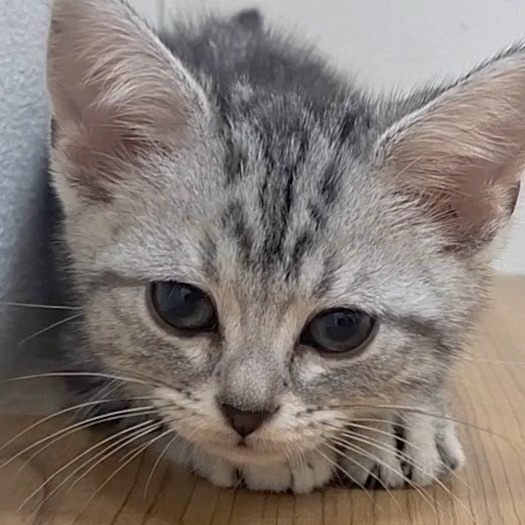 福岡県のアメリカンショートヘアー (犬の家＆猫の里トリアス久山店/2025年9月7日生まれ/女の子/シルバータビー)の子猫の1枚目の画像
