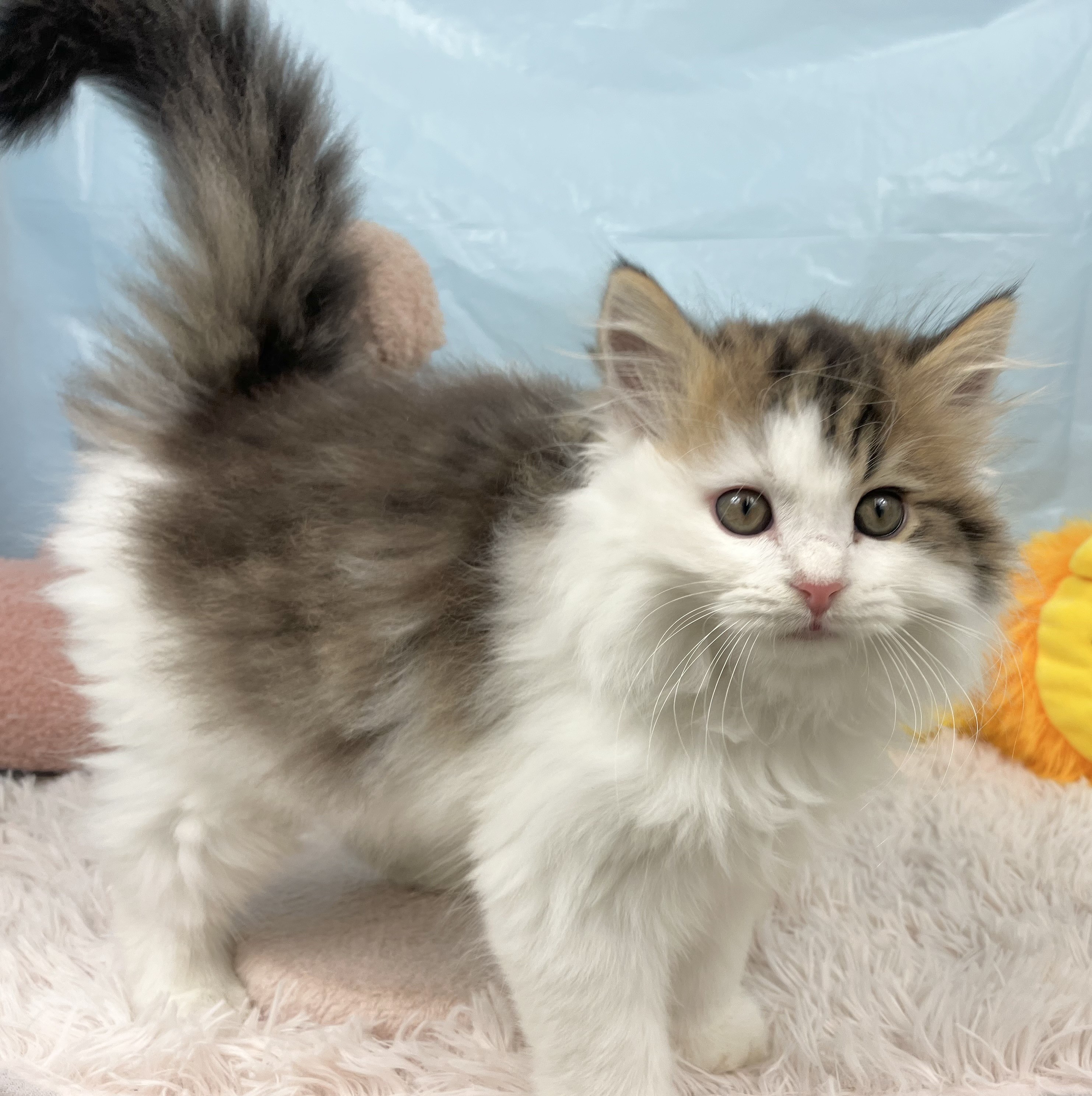 兵庫県のスコティッシュストレート (犬の家＆猫の里川西店/2025年9月6日生まれ/男の子/ブラウンタビーホワイト)の子猫の4枚目の画像